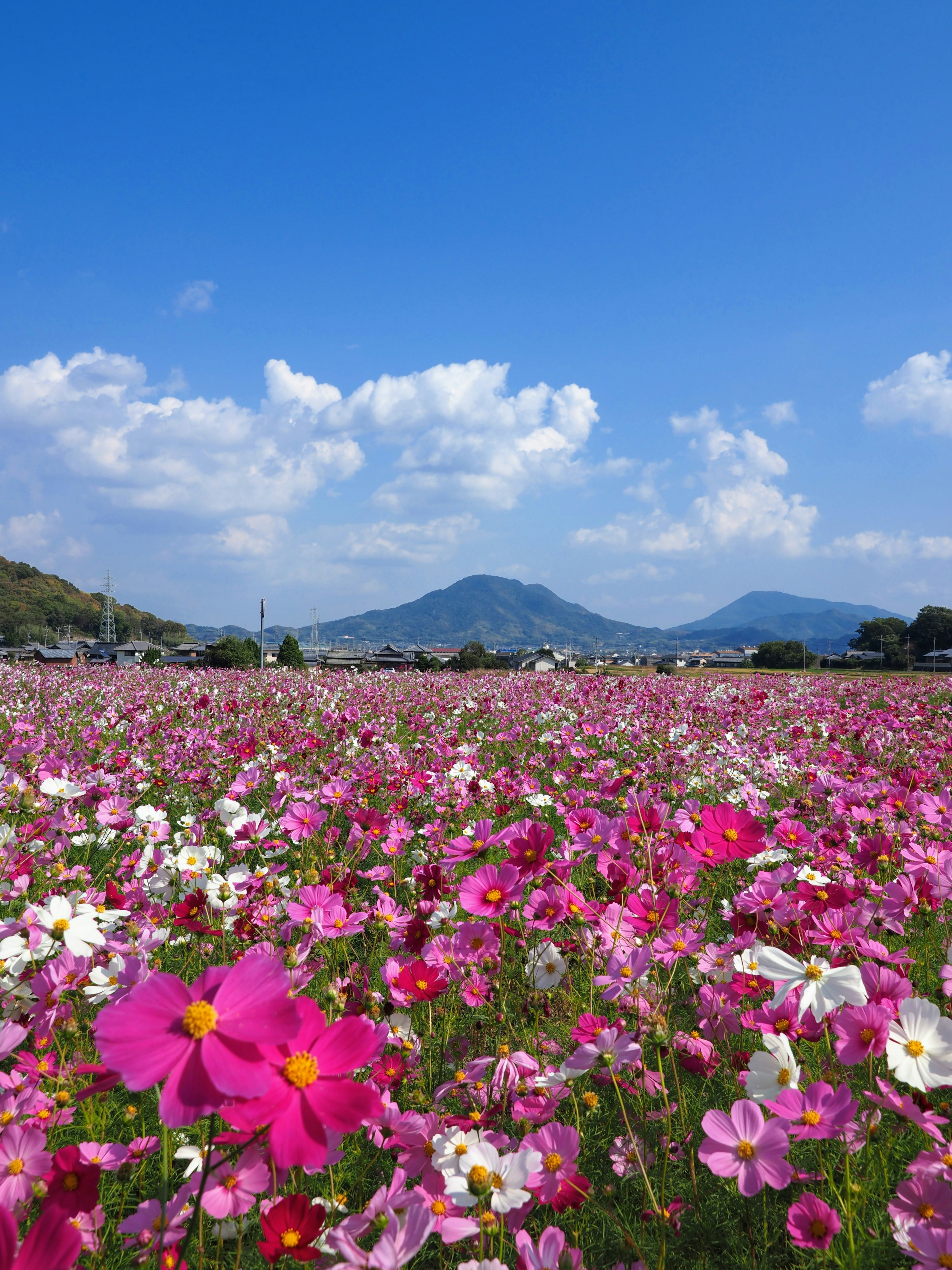 Vibrant cosmos flower field under a blue sky with mountains in the background