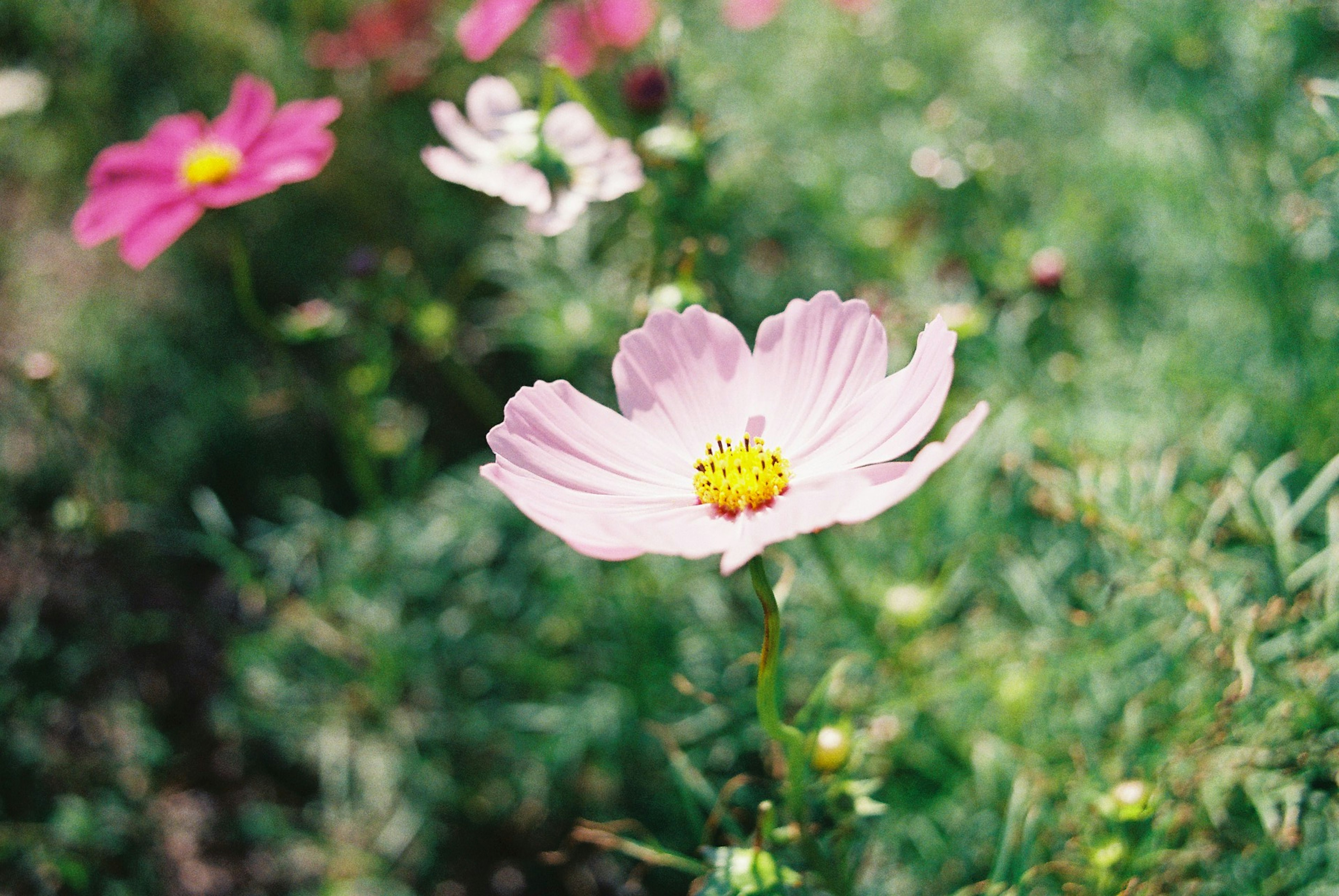 Un fiore rosa chiaro che sboccia su uno sfondo verde