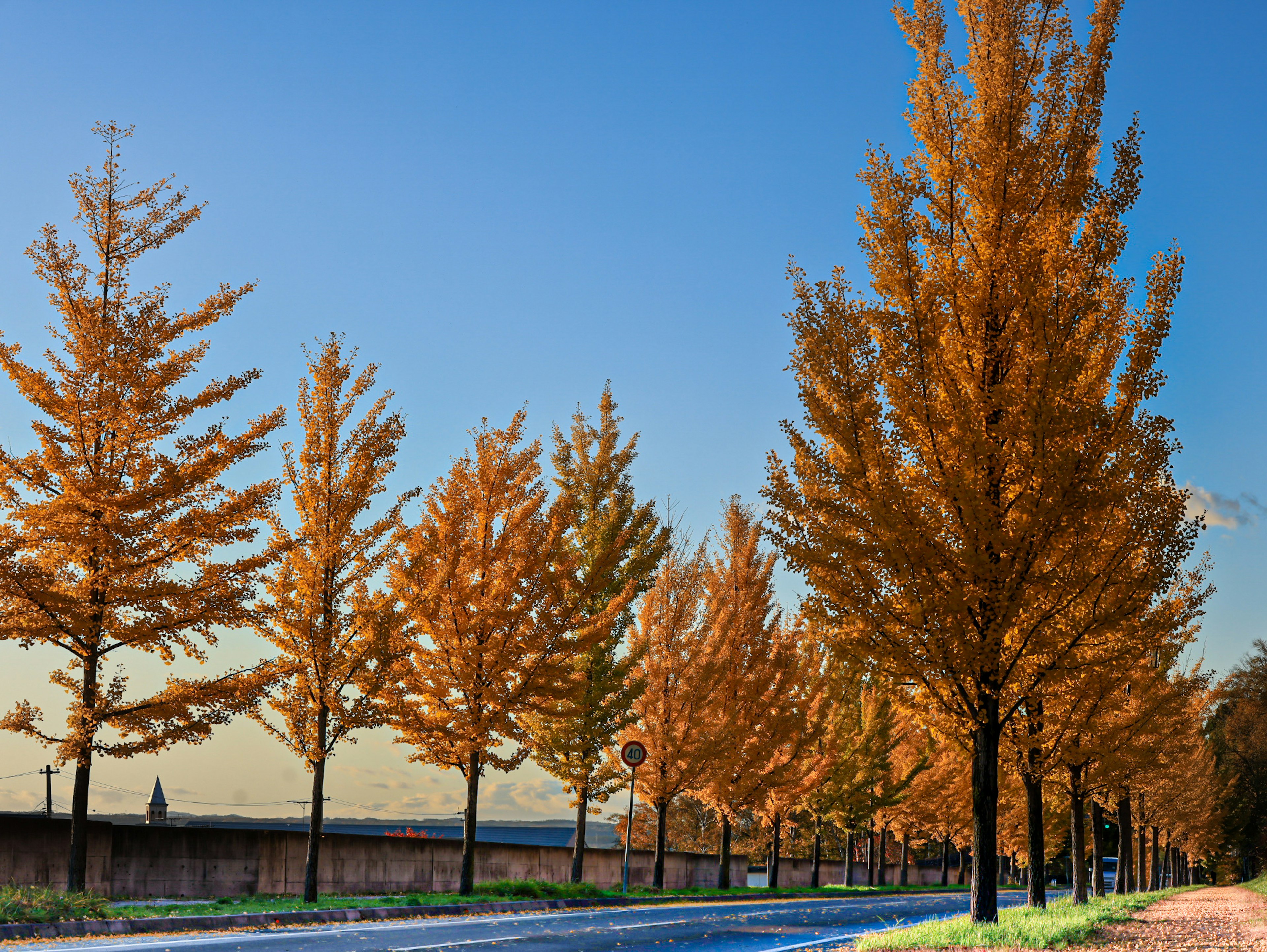 Vue pittoresque d'arbres d'automne bordant une route paisible