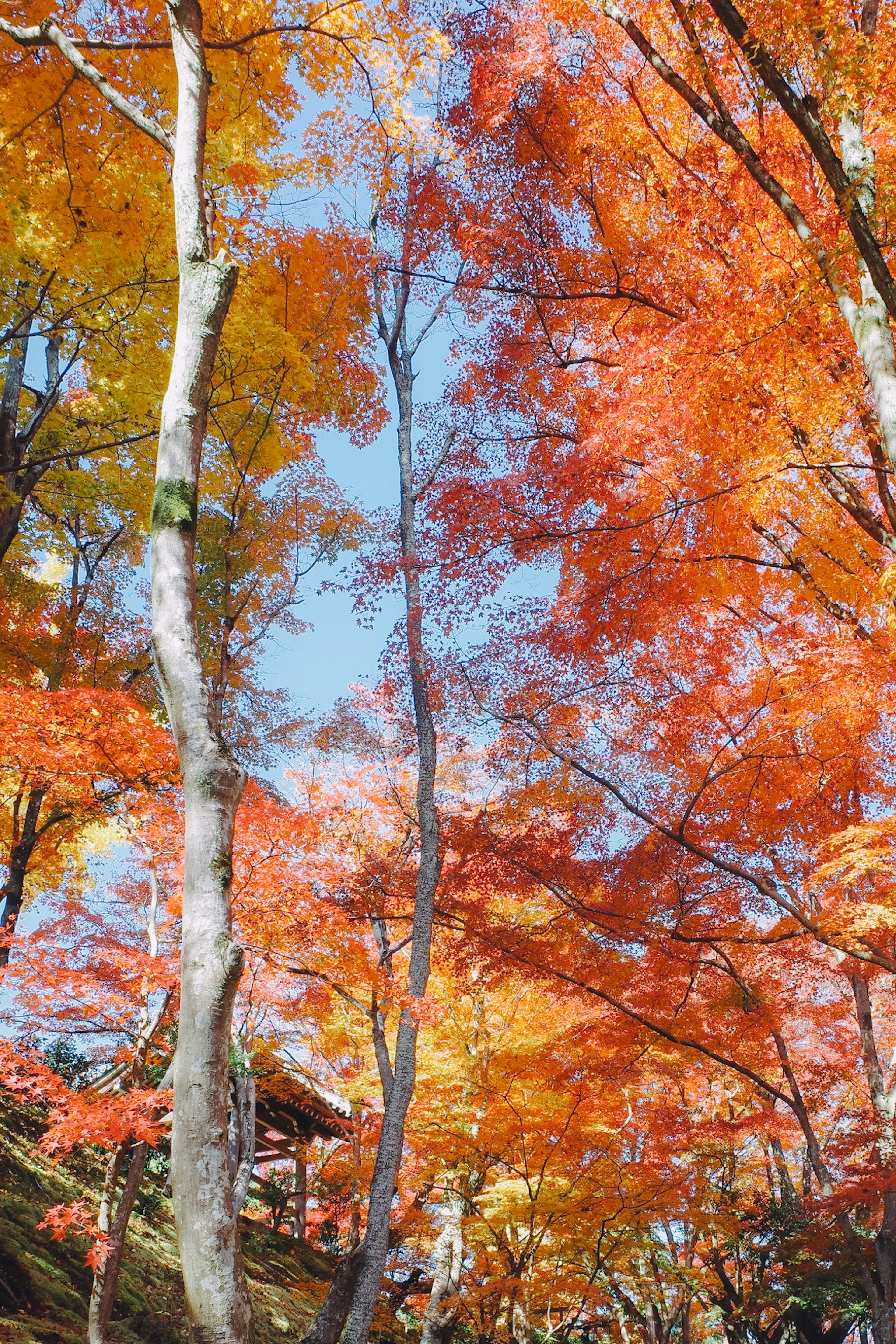 Lebendige Herbstlaub mit bunten Bäumen