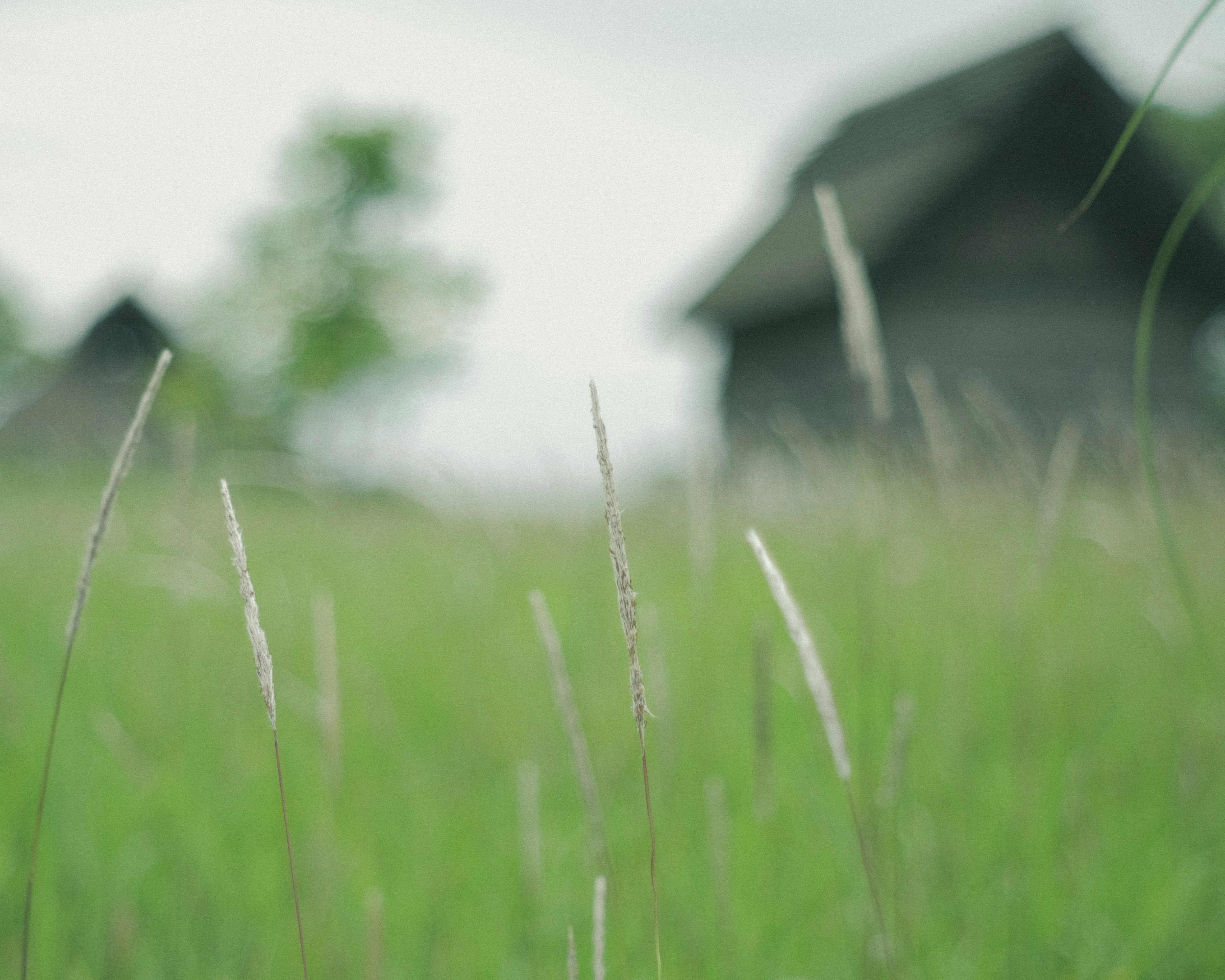 Tall grass in a green meadow with a blurred house in the background