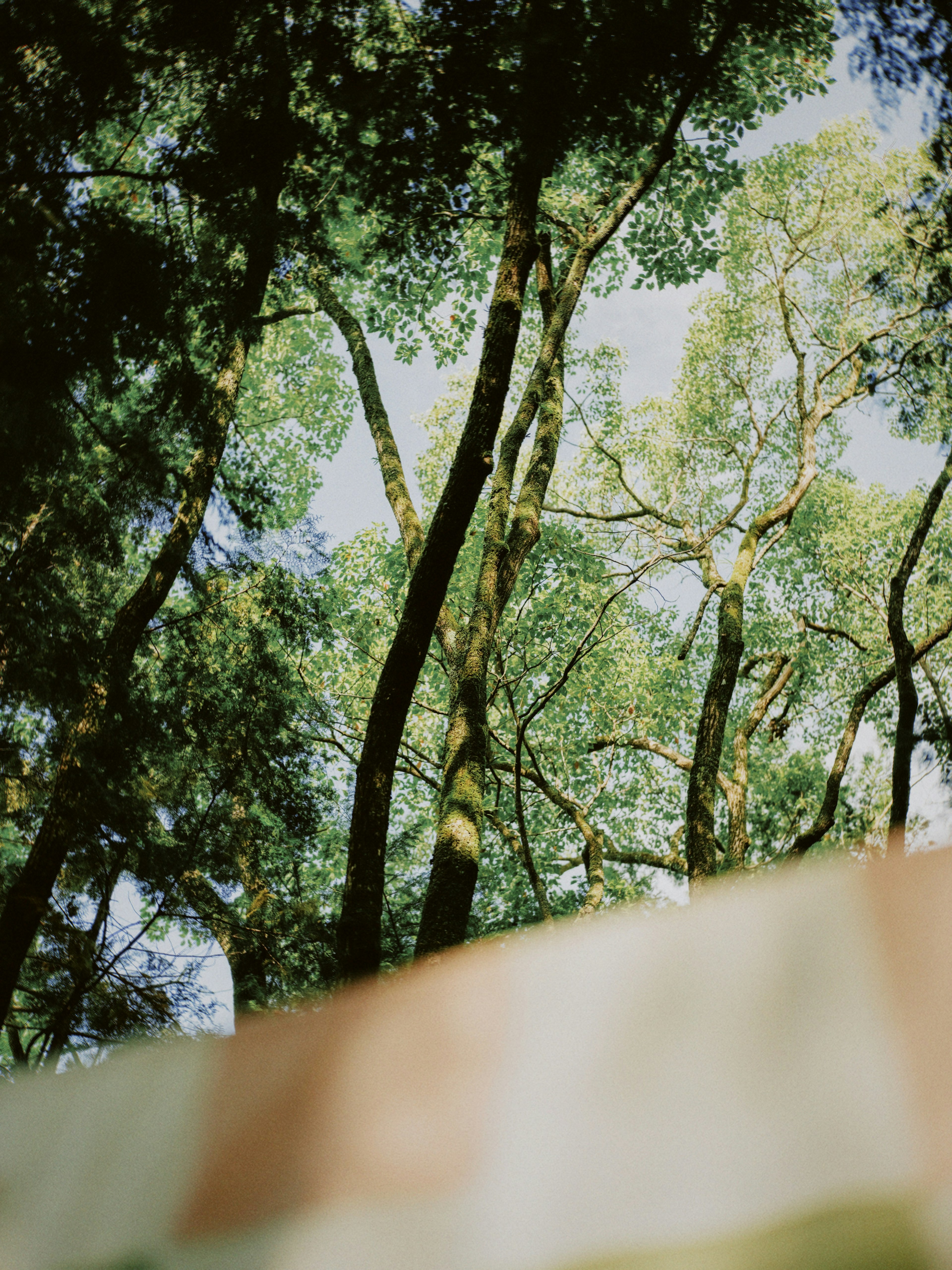 Photo regardant vers le haut des arbres verts luxuriants et du ciel bleu