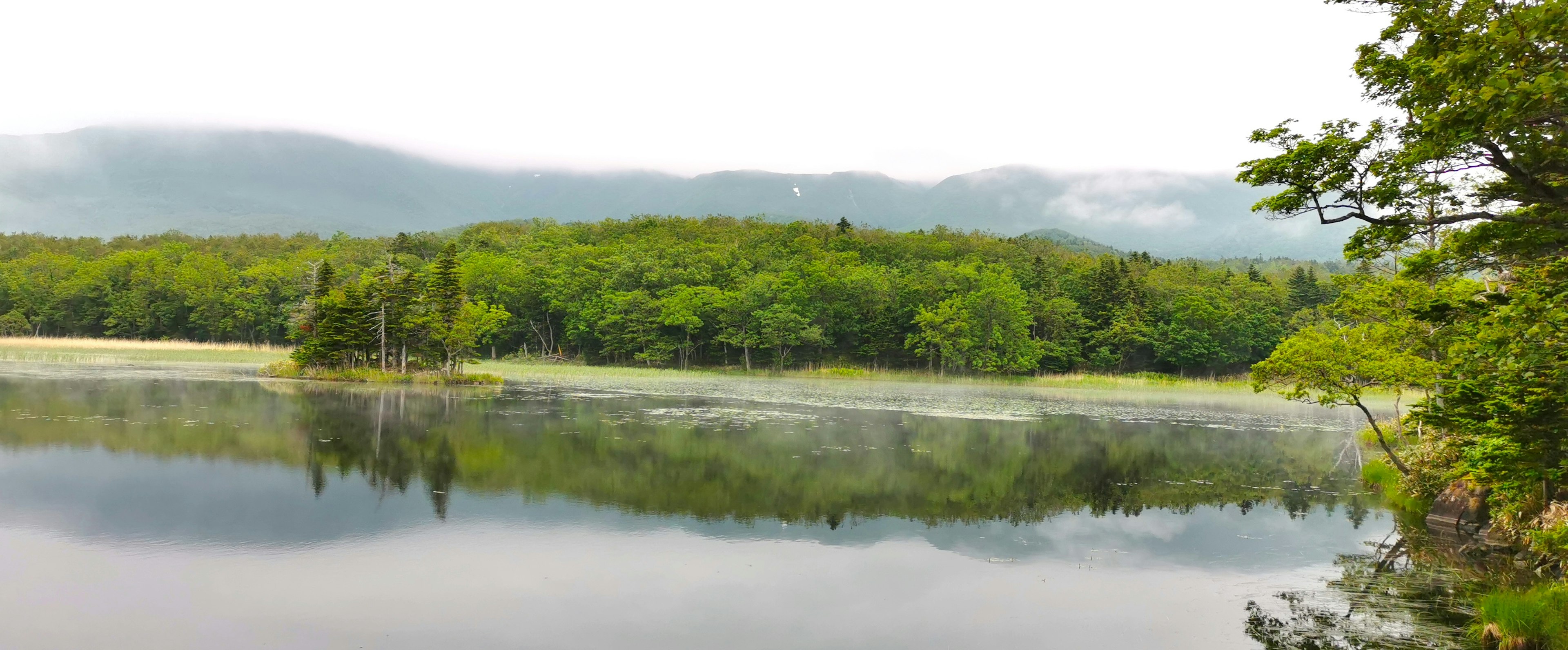 Lac serein entouré d'une forêt verdoyante