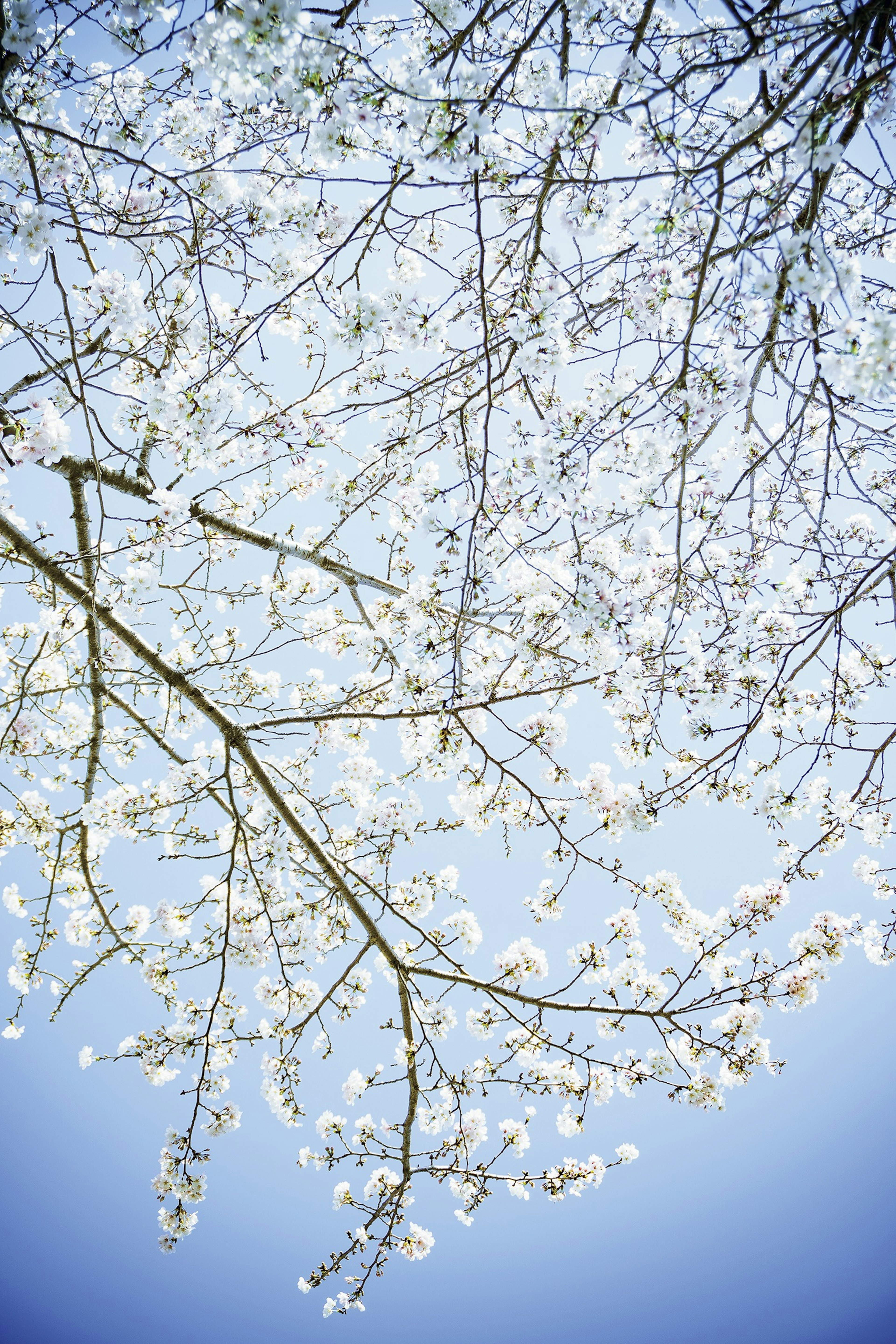 Rami di ciliegi in fiore contro un cielo blu