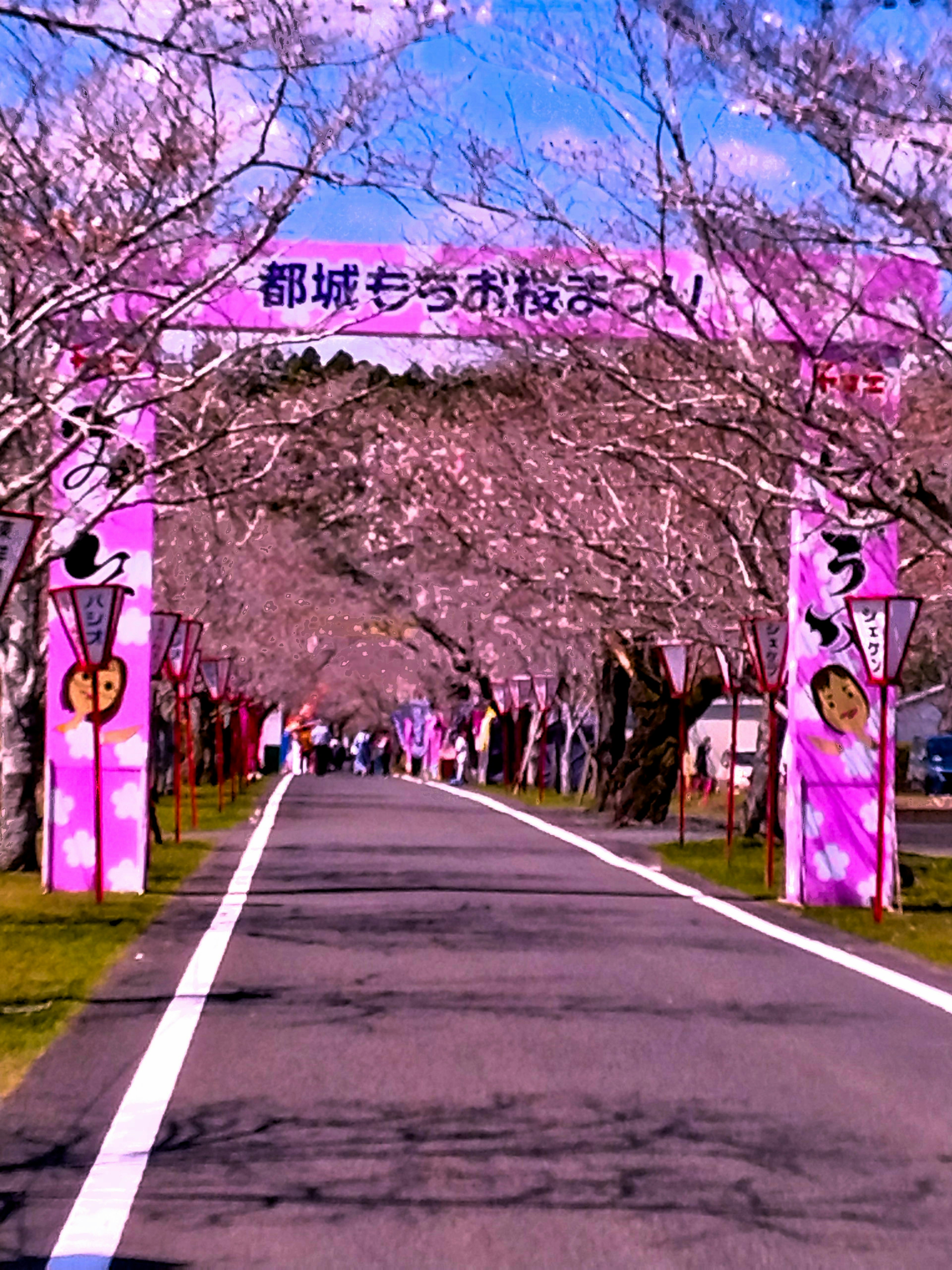 Arc rose sur une allée de cerisiers en fleurs avec des visiteurs