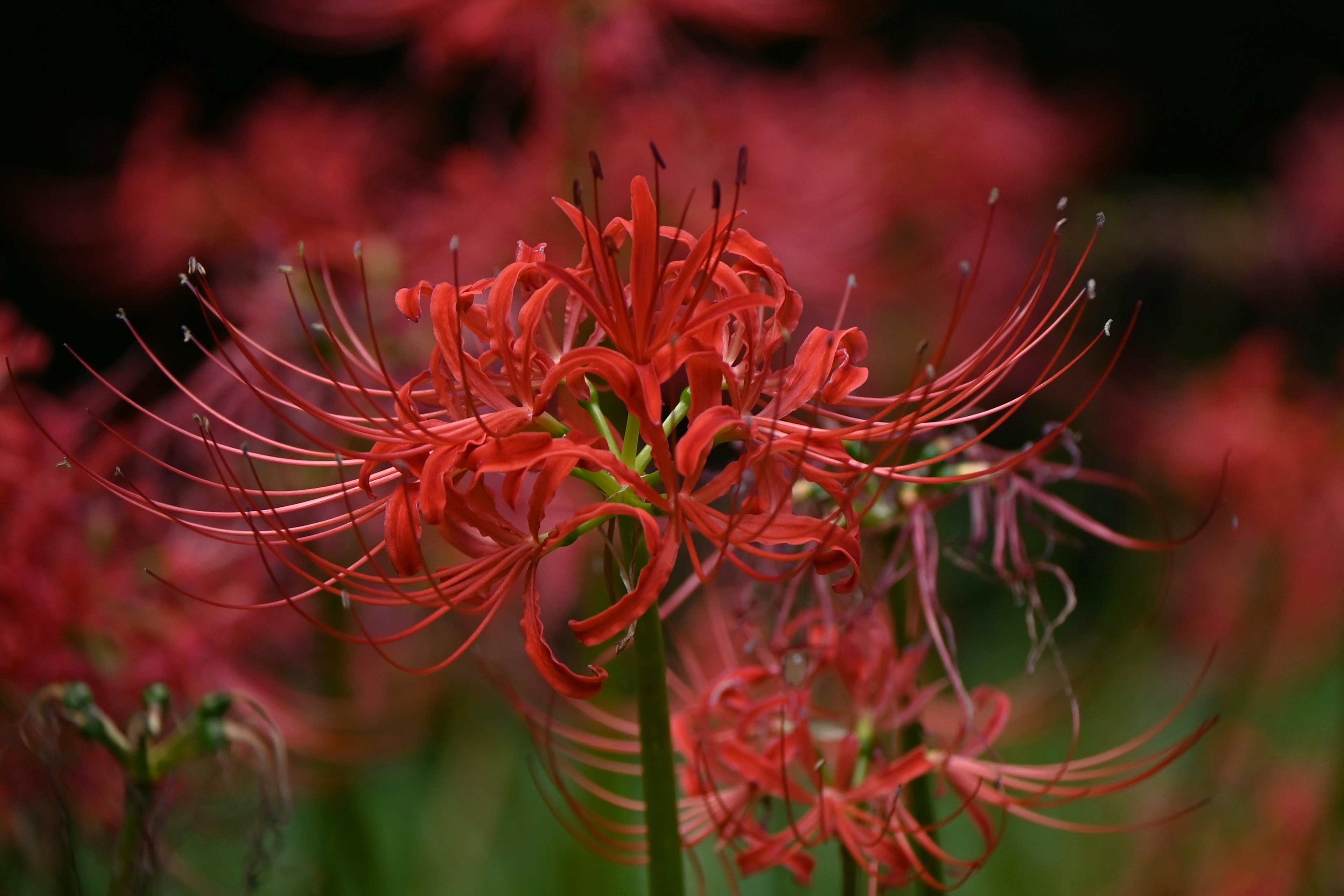 Kedekatan bunga lily laba-laba merah dengan kelopak indah dan benang bunga yang memanjang