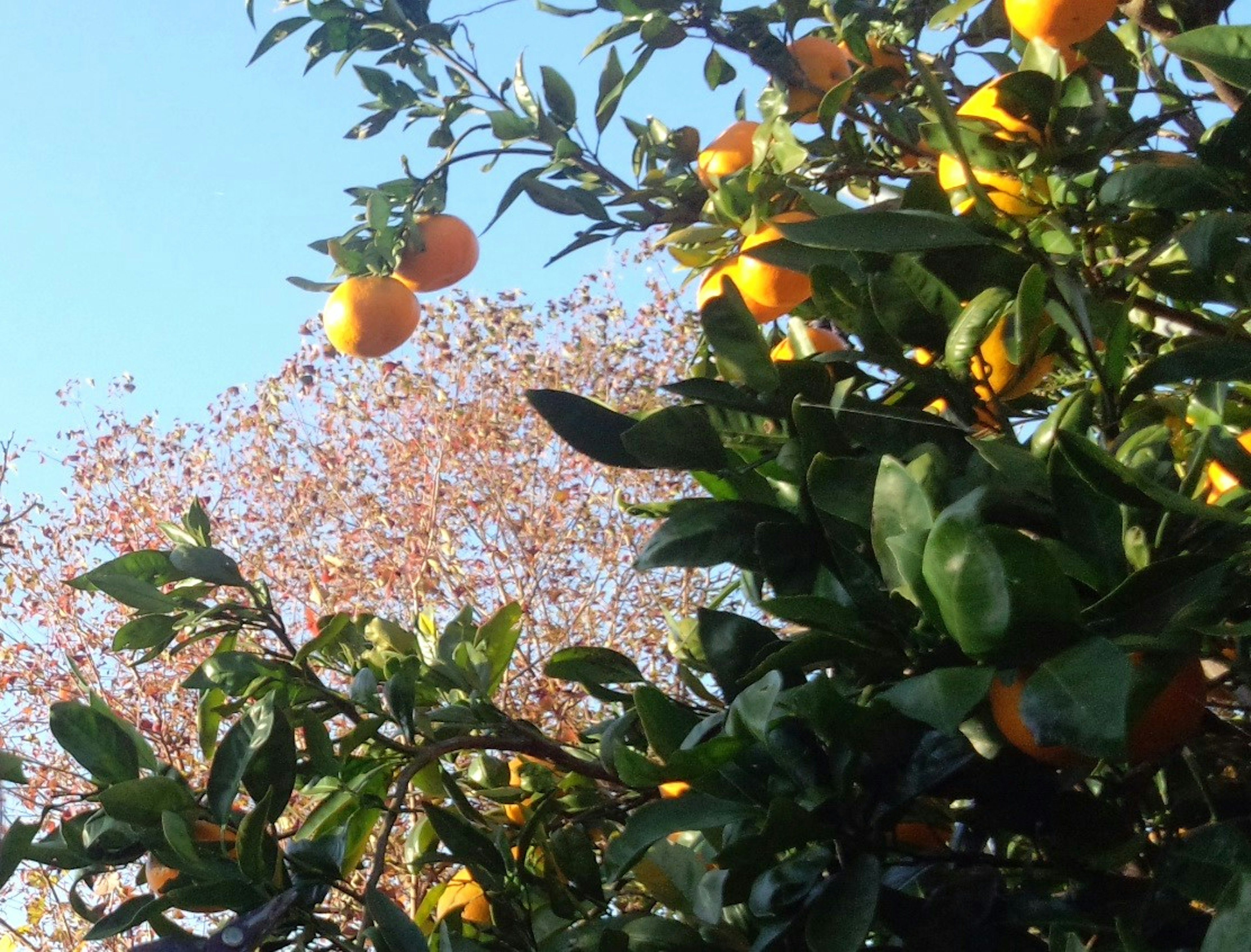 Helle orange Früchte an einem Orangenbaum vor blauem Himmel