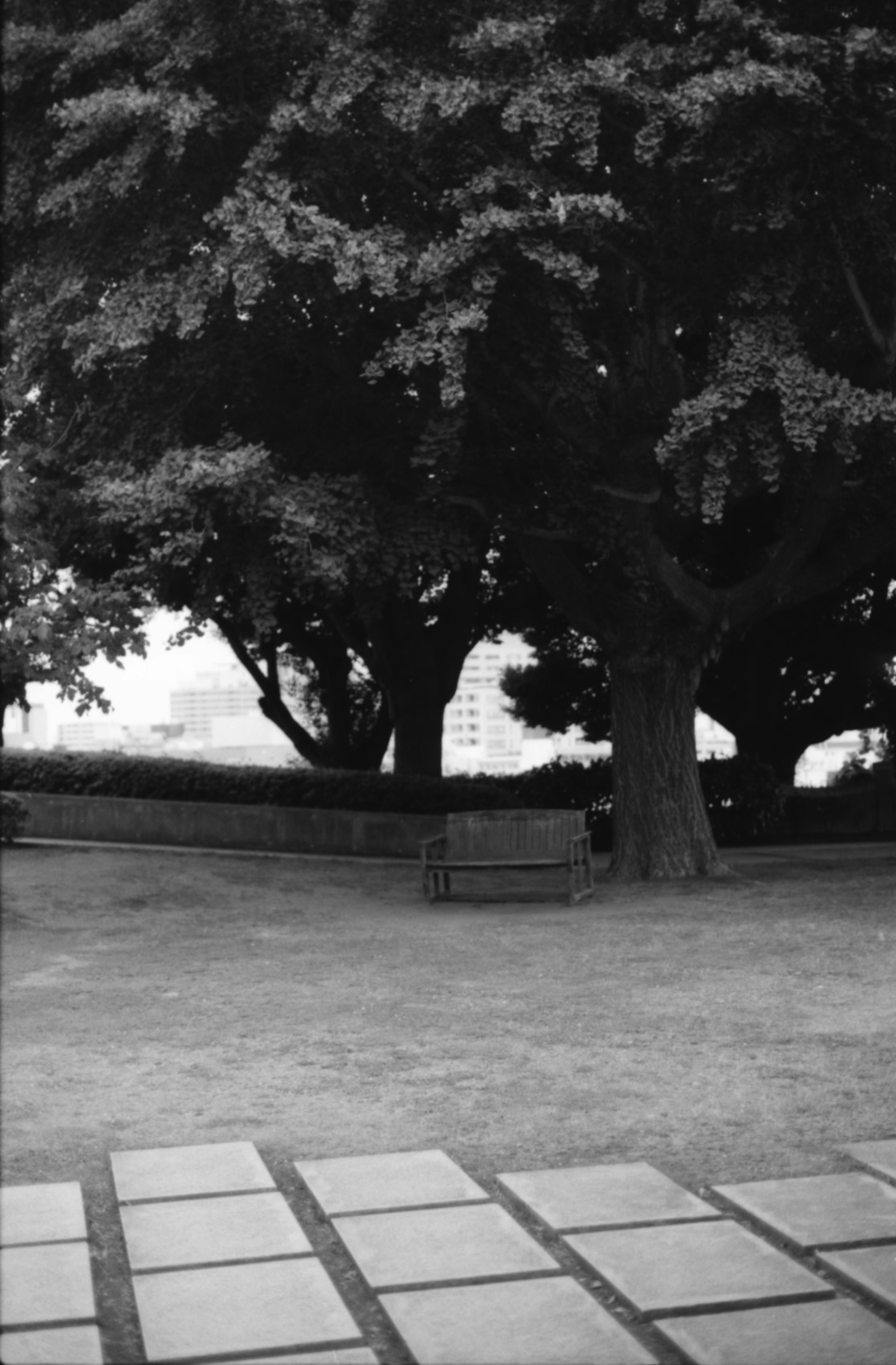 Black and white park scene featuring large trees and stone path