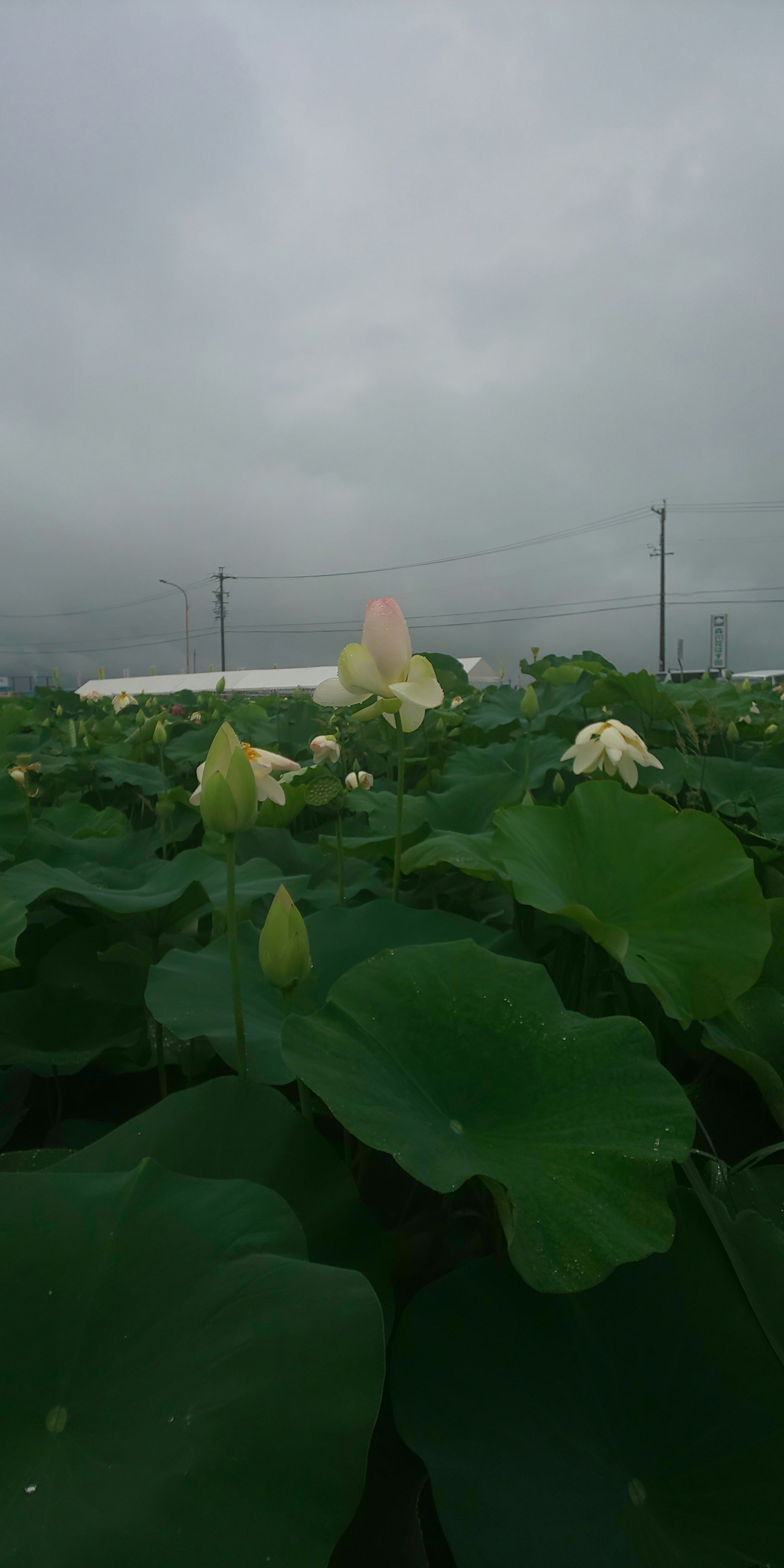 Lotusblumen blühen in einem Teich bei bewölktem Himmel