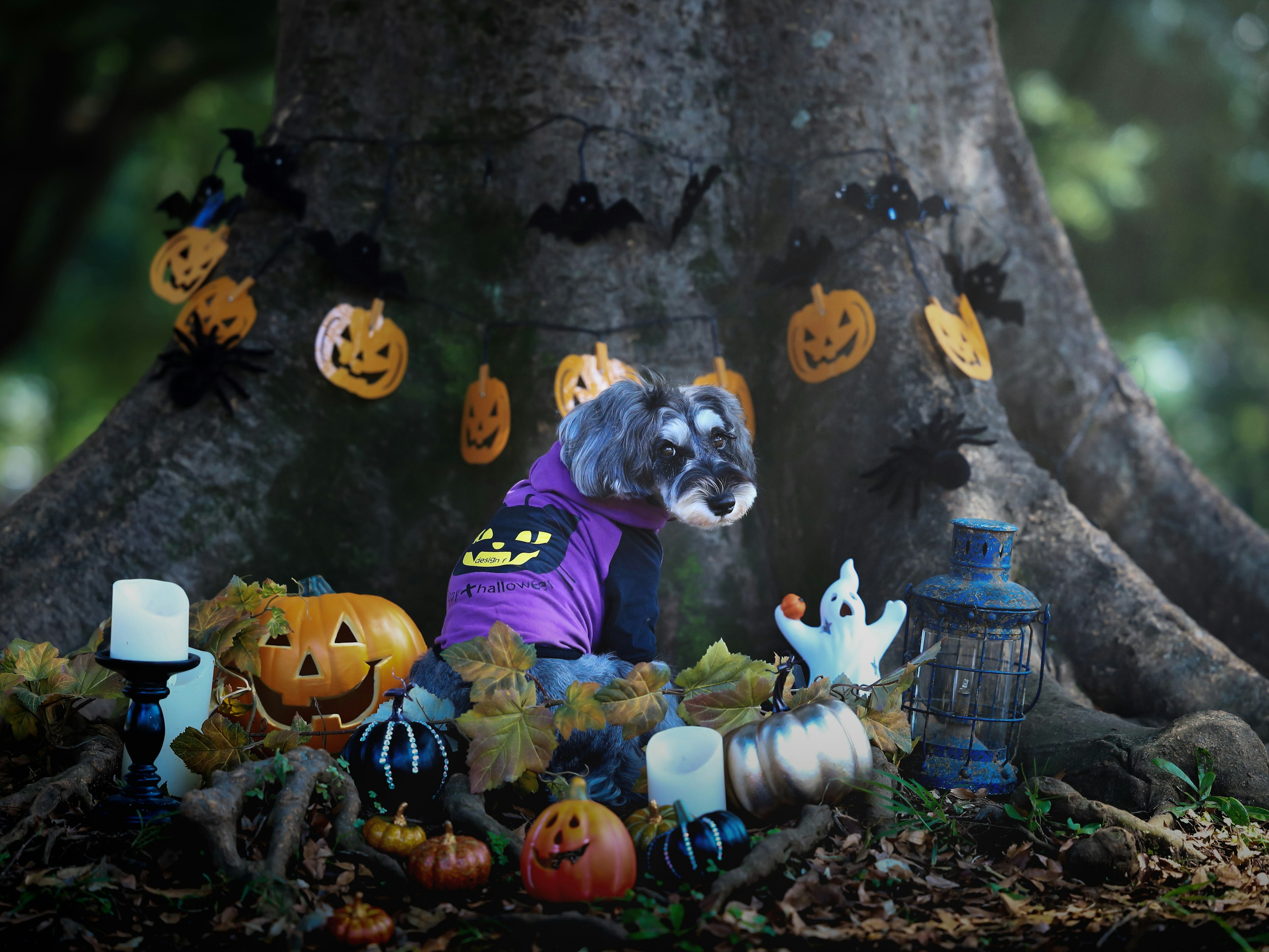 Un perro con una camiseta morada rodeado de decoraciones de Halloween en la base de un árbol