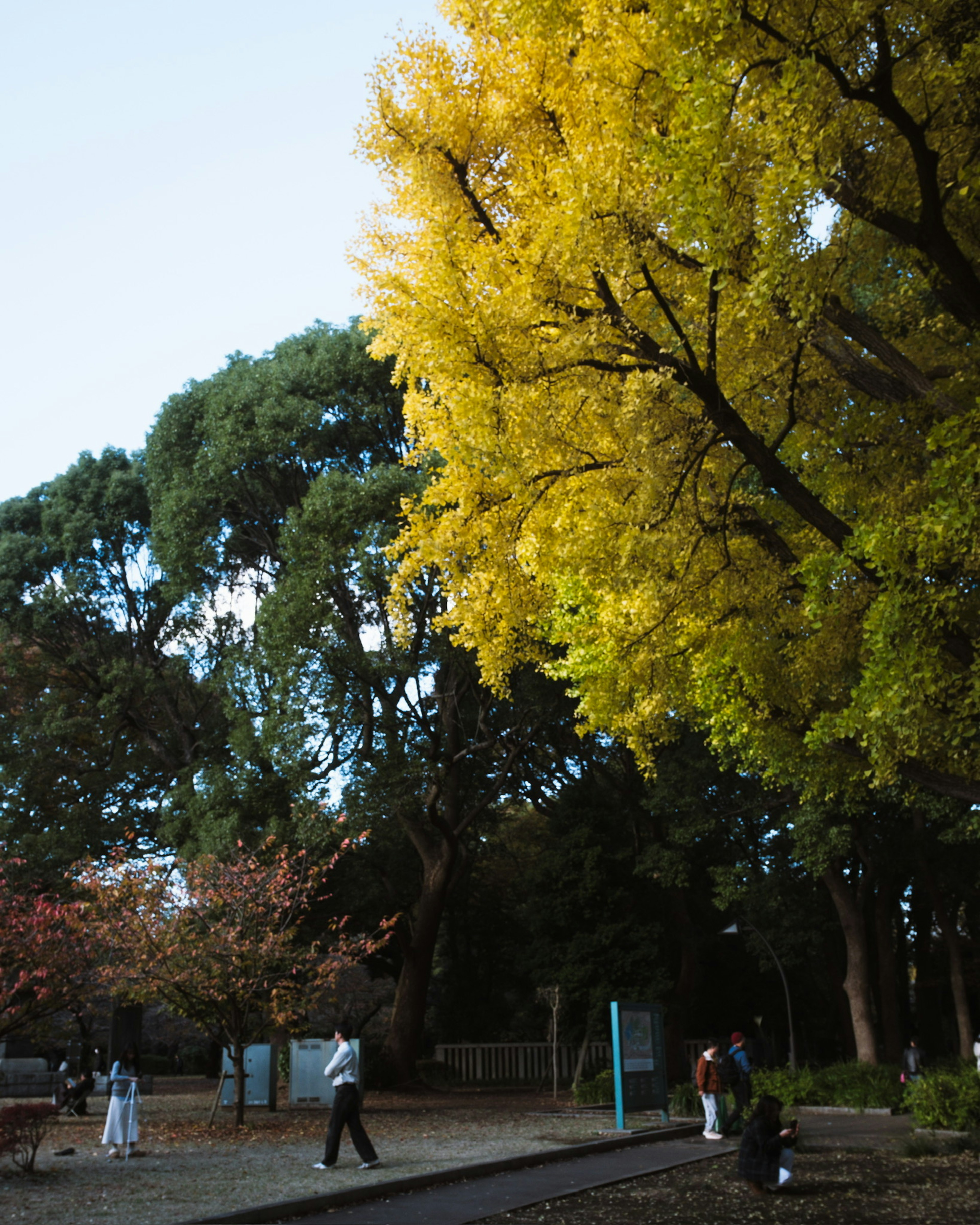 Autumn scene in a park with yellow-leaved trees and people walking