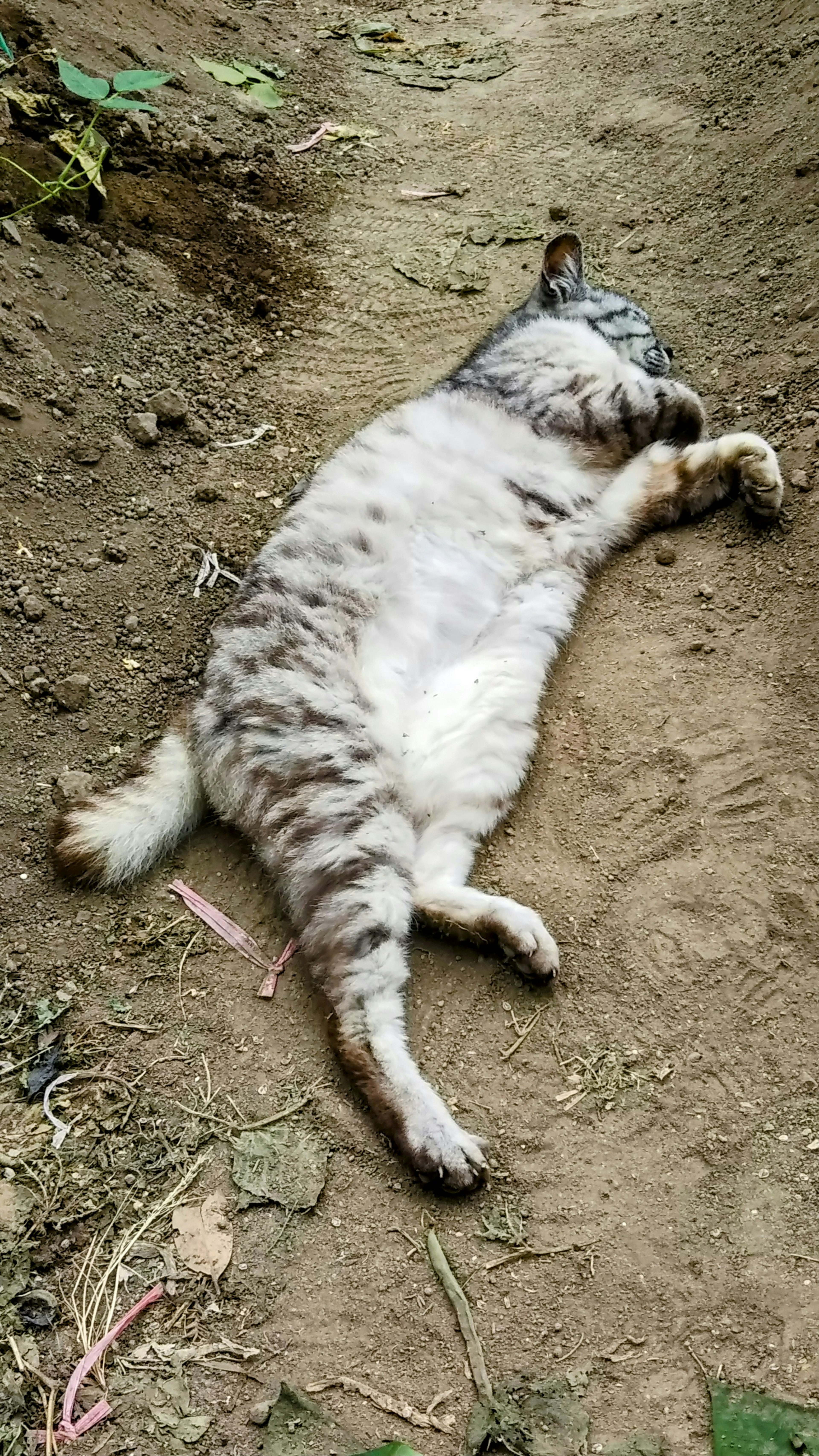 A white and gray cat lying on the ground