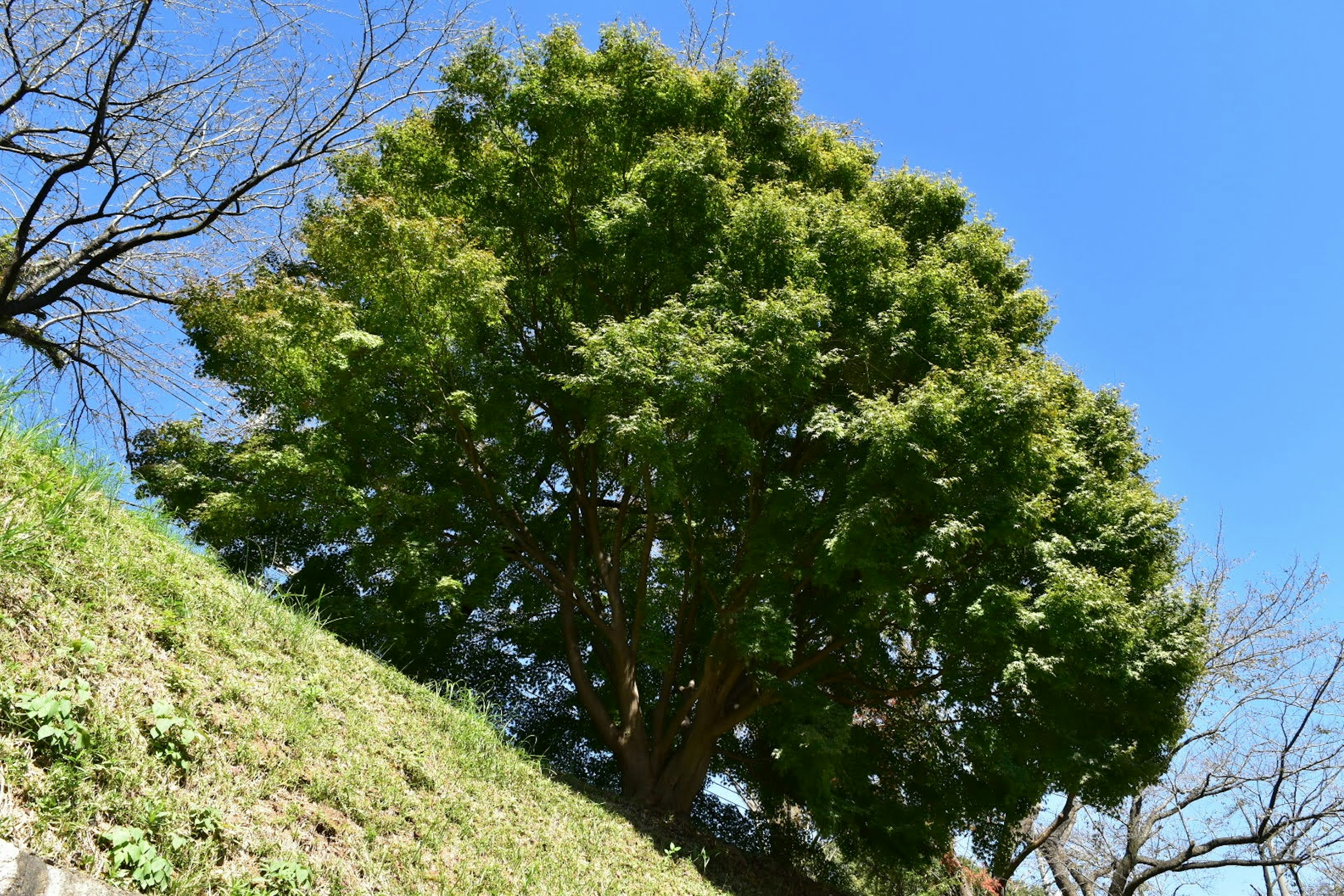 Grande albero verde sotto il cielo blu con erba in pendenza