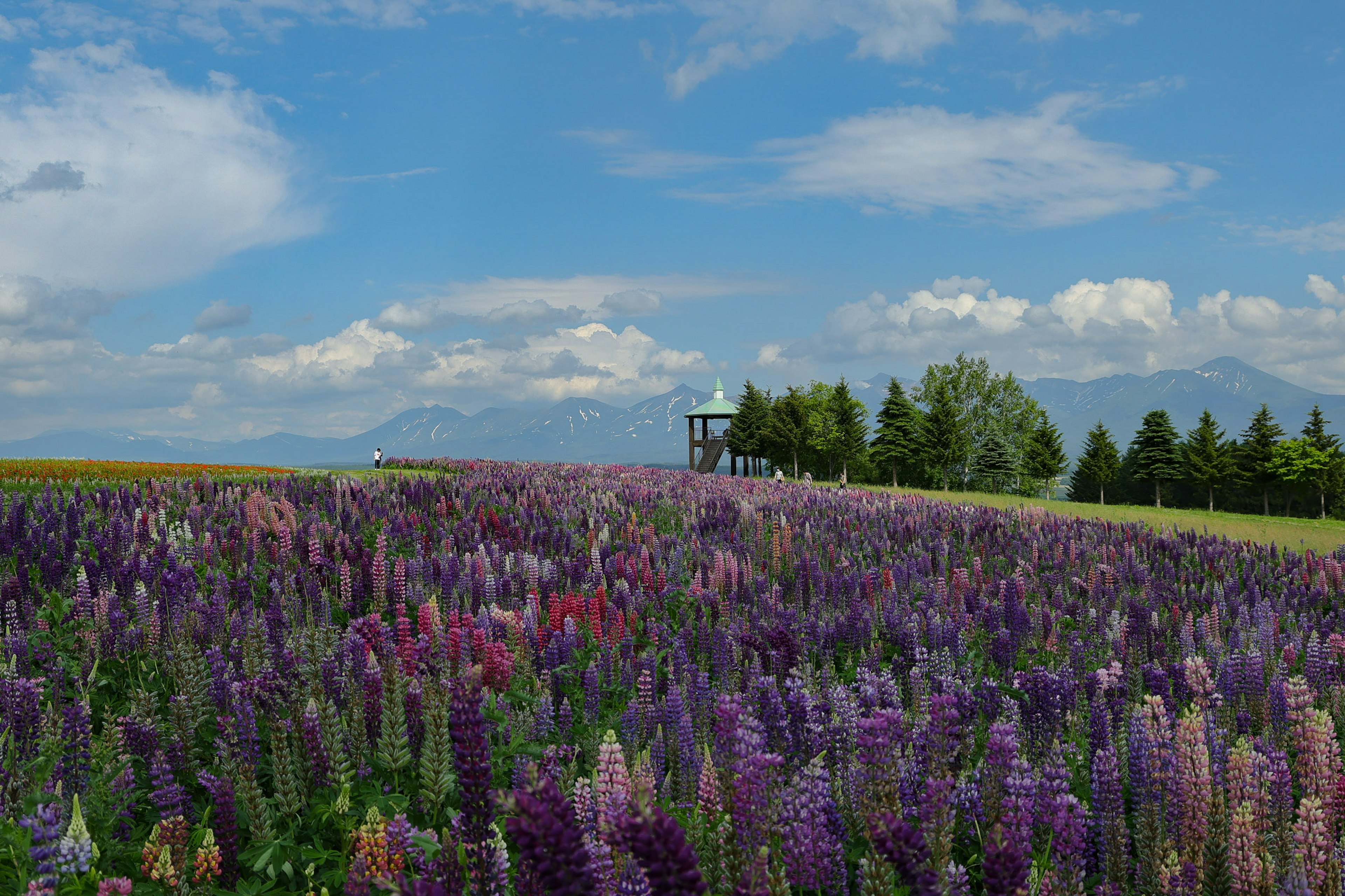 色とりどりの花が咲く広大な風景と青い空