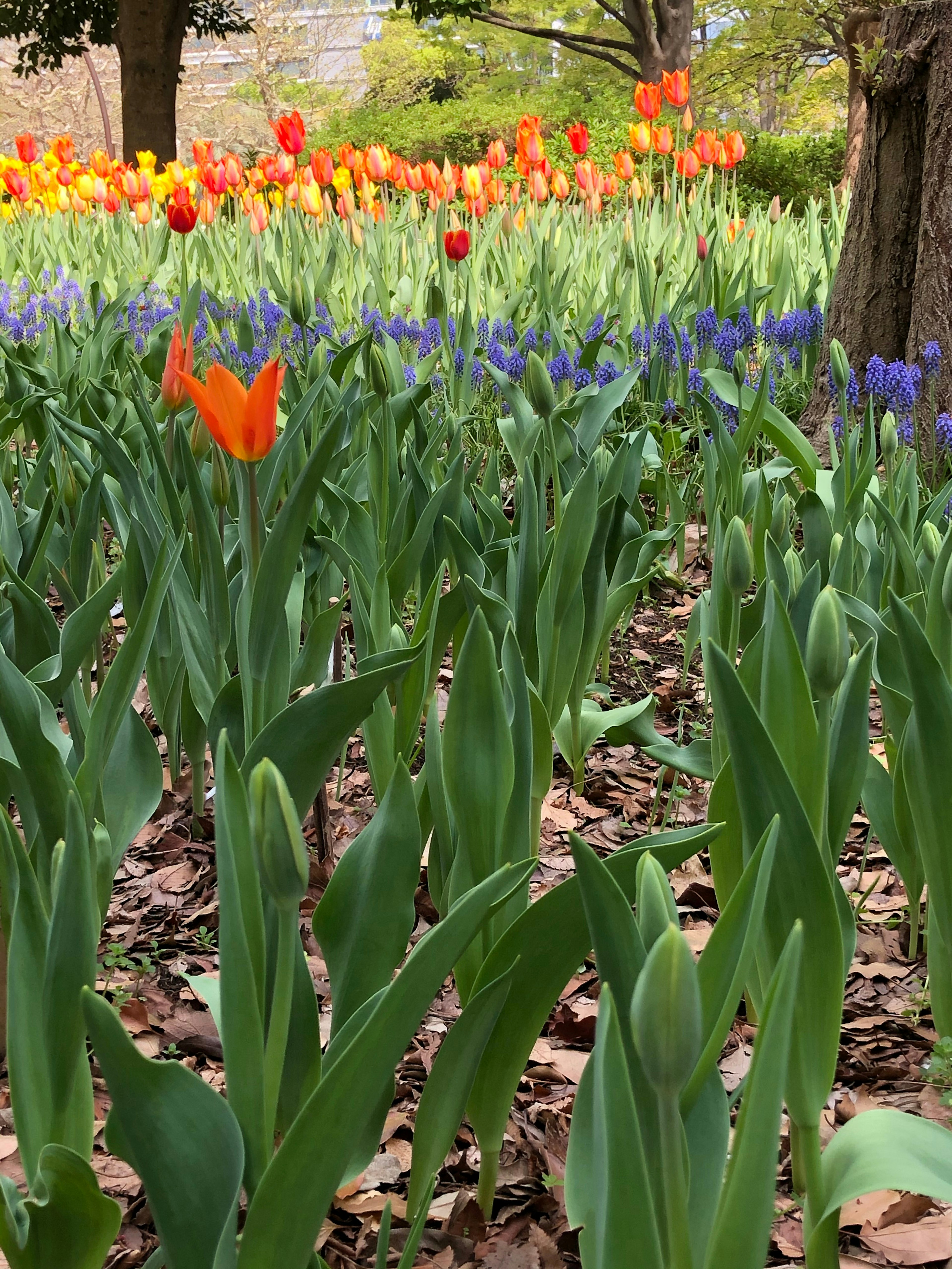 A vibrant garden scene with colorful tulips and purple flowers blooming