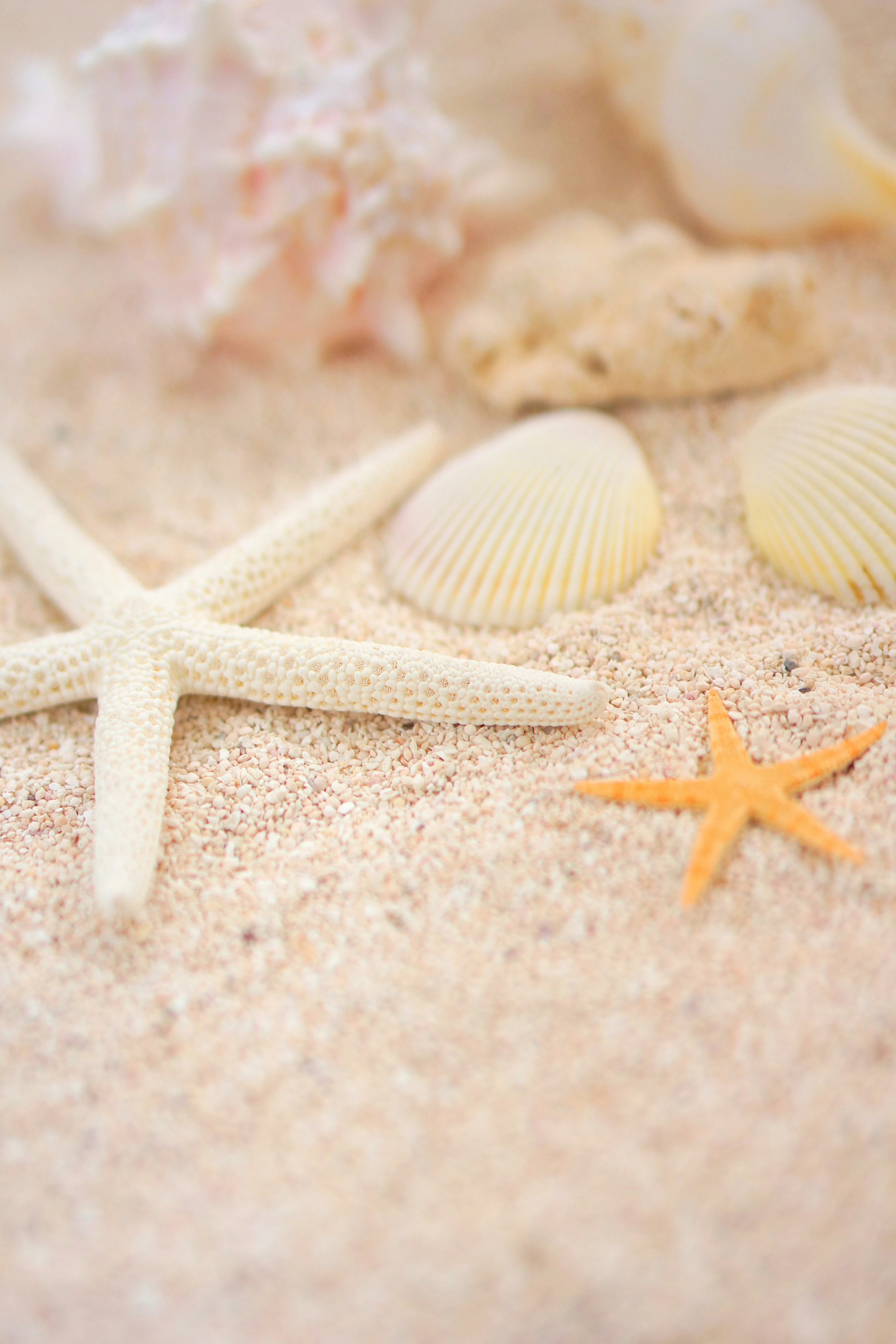 Close-up of white starfish and orange starfish with seashells on sandy beach