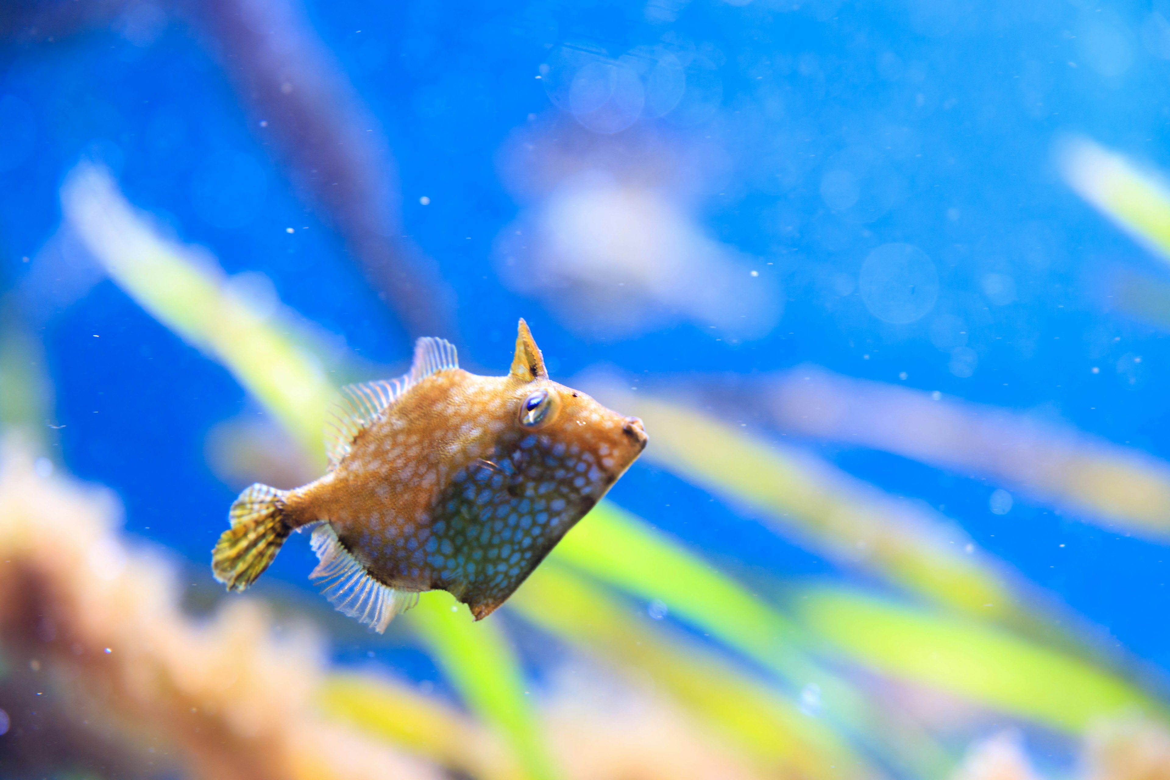 A square-shaped fish swimming in blue water with aquatic plants