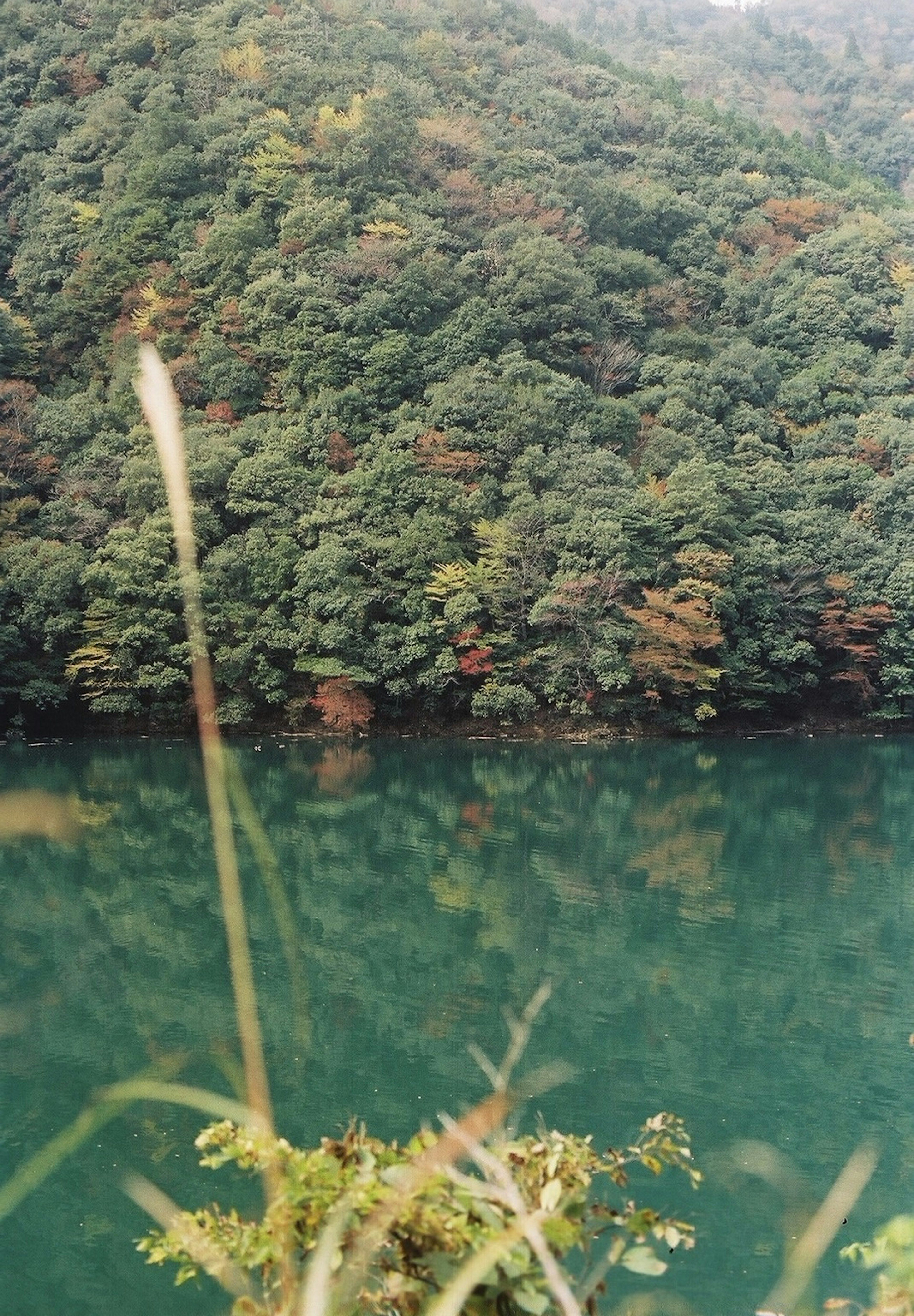 緑色の湖と周囲の森林の美しい風景