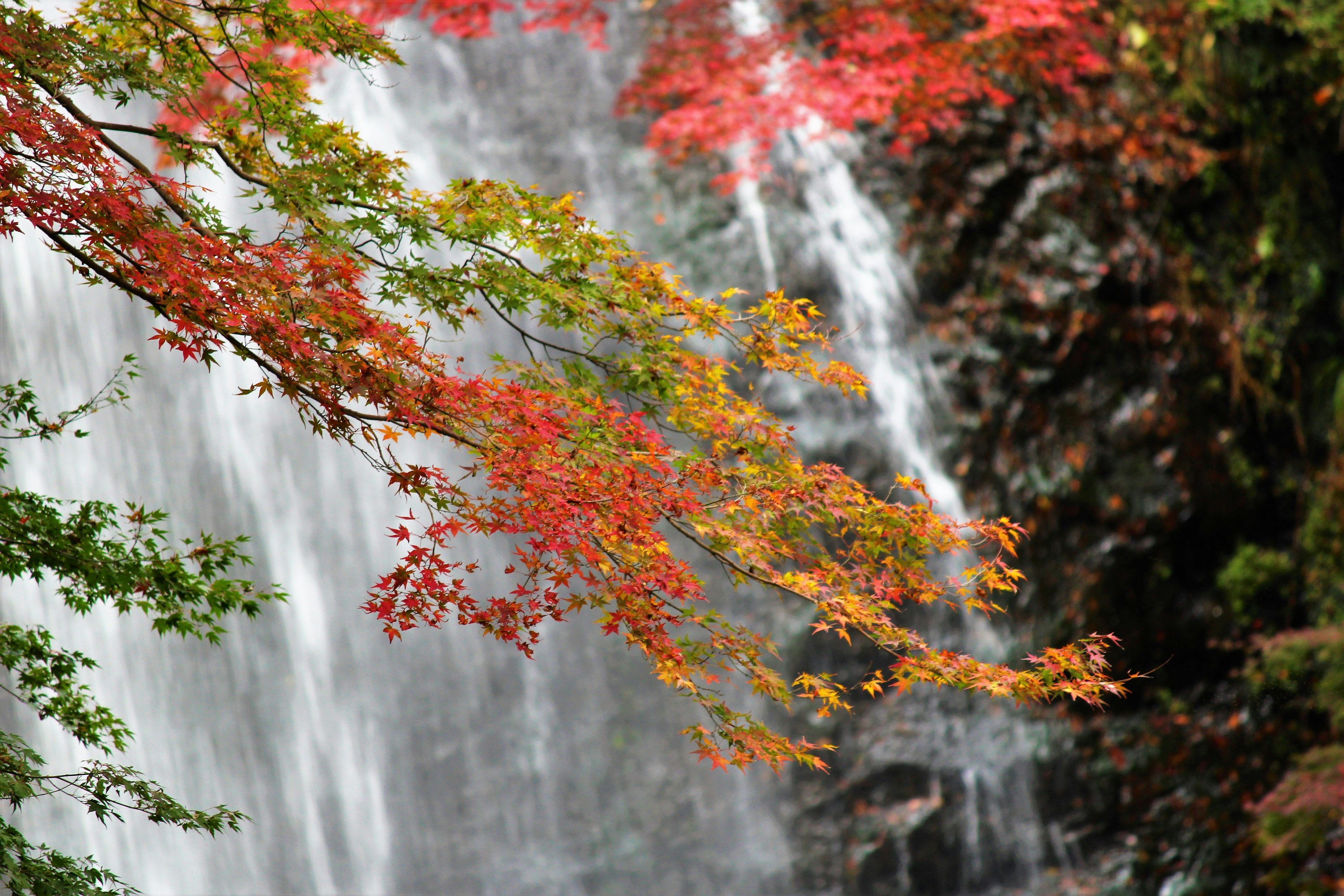 Nahaufnahme eines schönen Wasserfalls mit bunten Herbstblättern