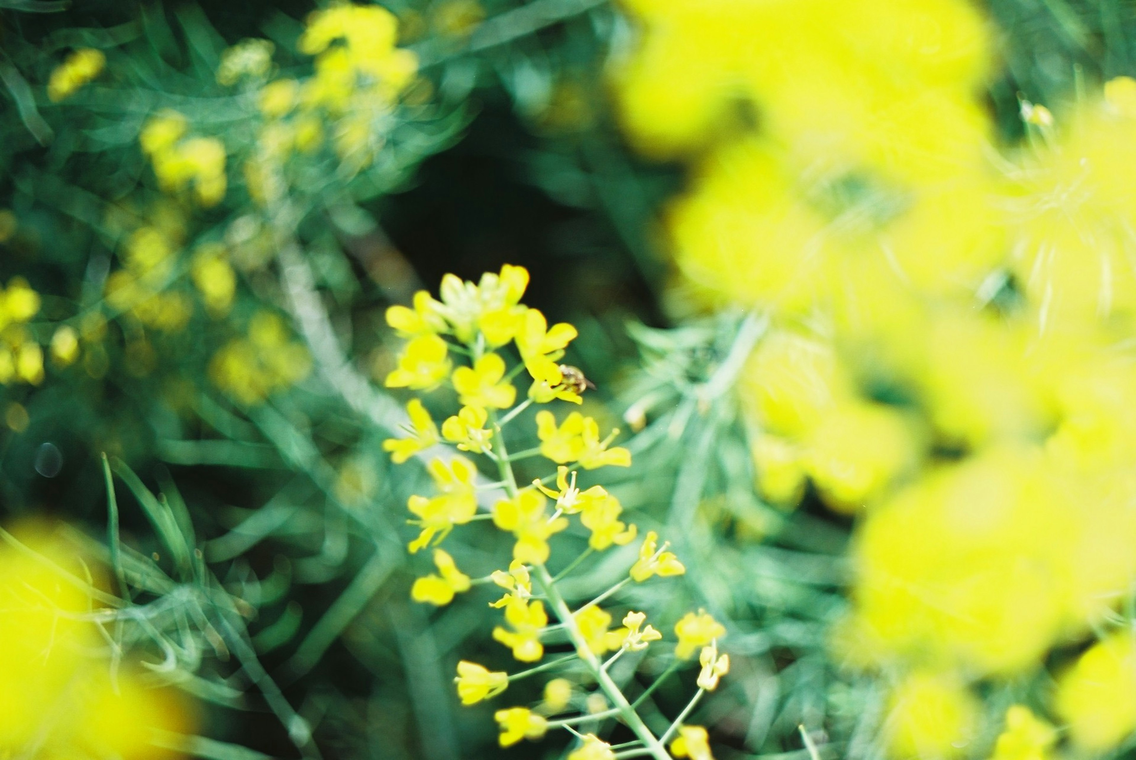 黄色い花が咲いている緑の背景の画像