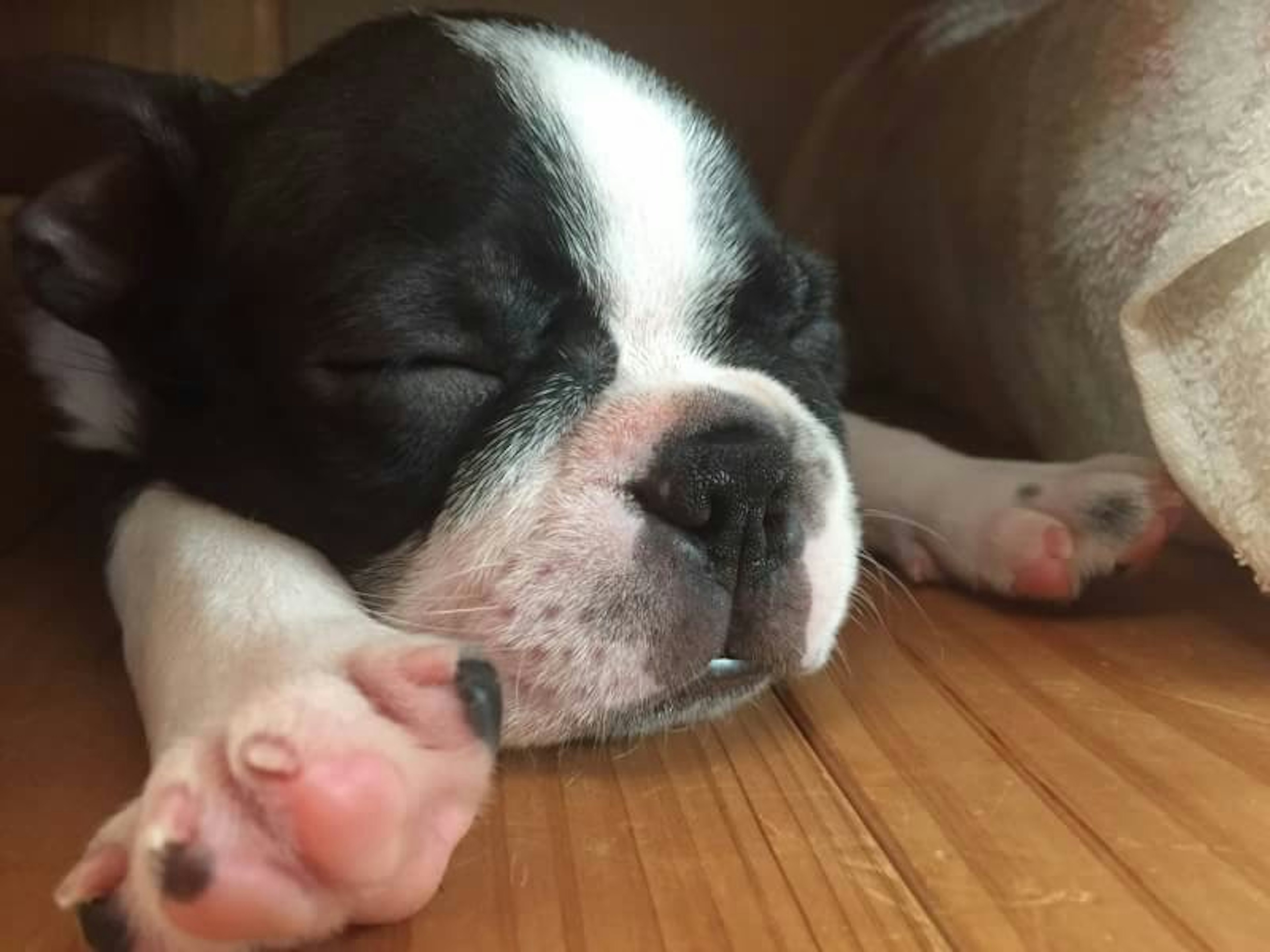 Schlafender französischer Bulldoggenwelpe auf einem Holzboden