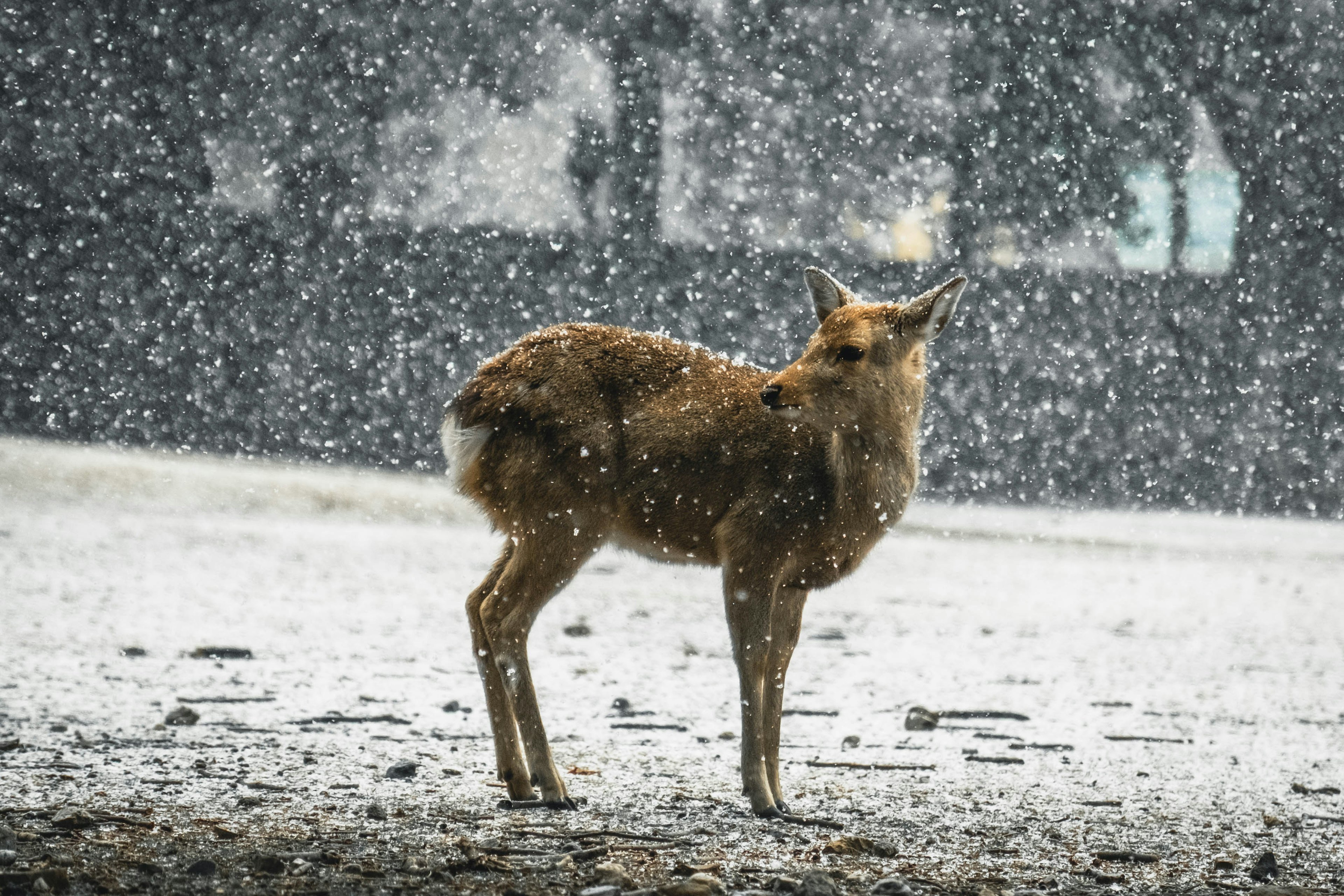 Un pequeño animal de pie en la nieve con copos de nieve cayendo