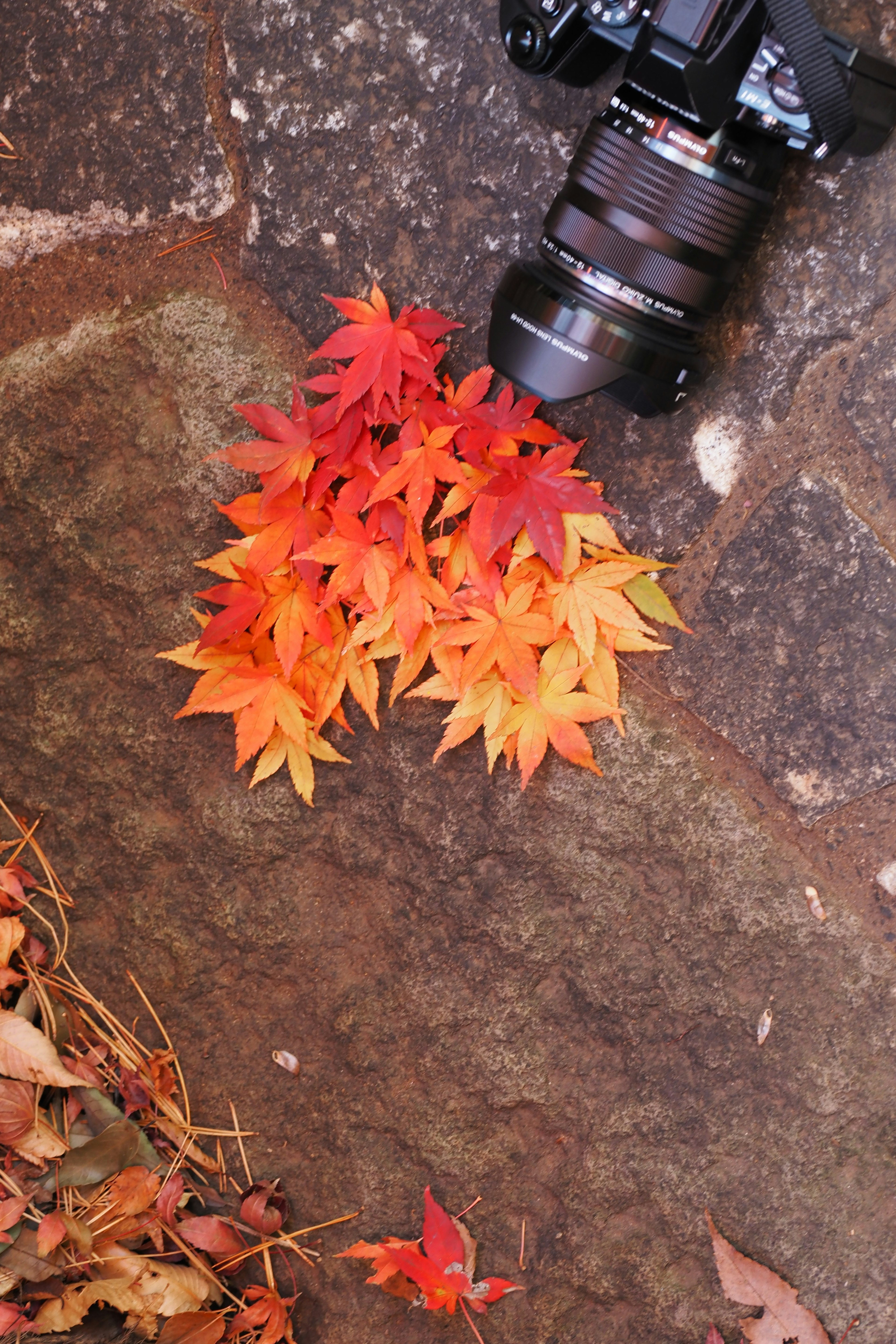 Foglie autunnali colorate sparse vicino a un obiettivo di macchina fotografica