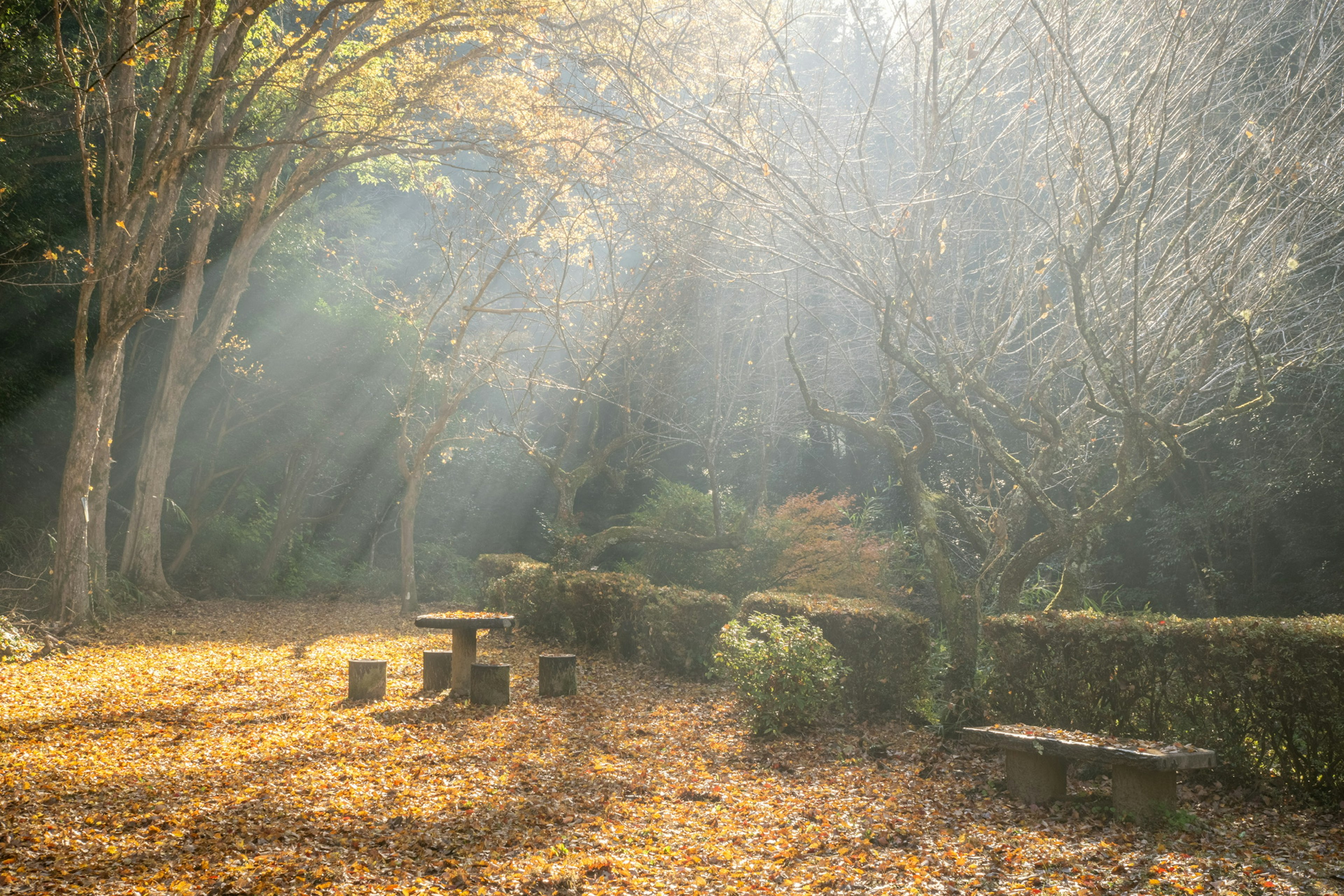 秋の光が差し込む静かな公園の風景 木のテーブルと椅子が落ち葉の上に置かれている