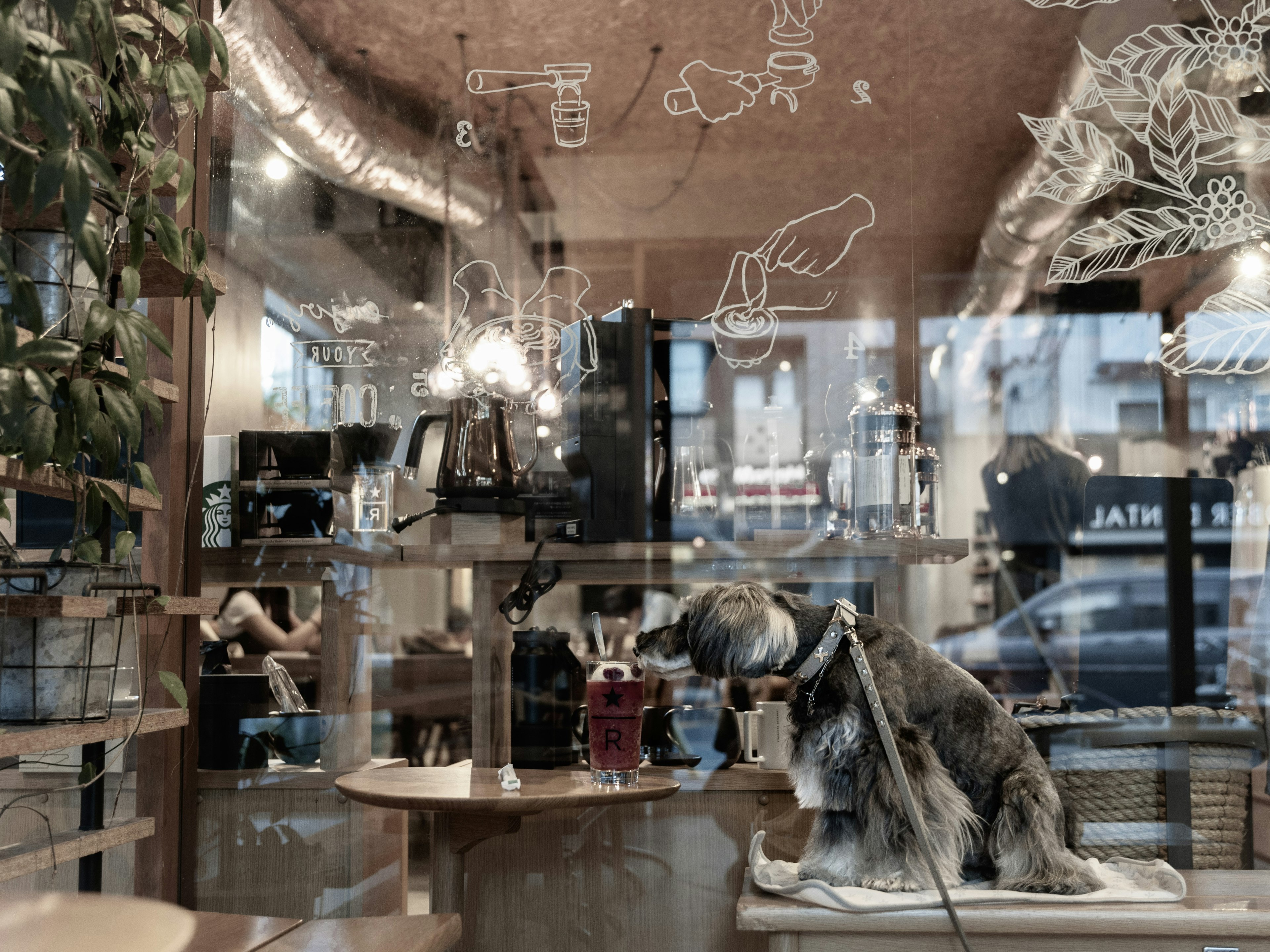 Un chien assis près de la fenêtre dans un café avec une décoration artistique