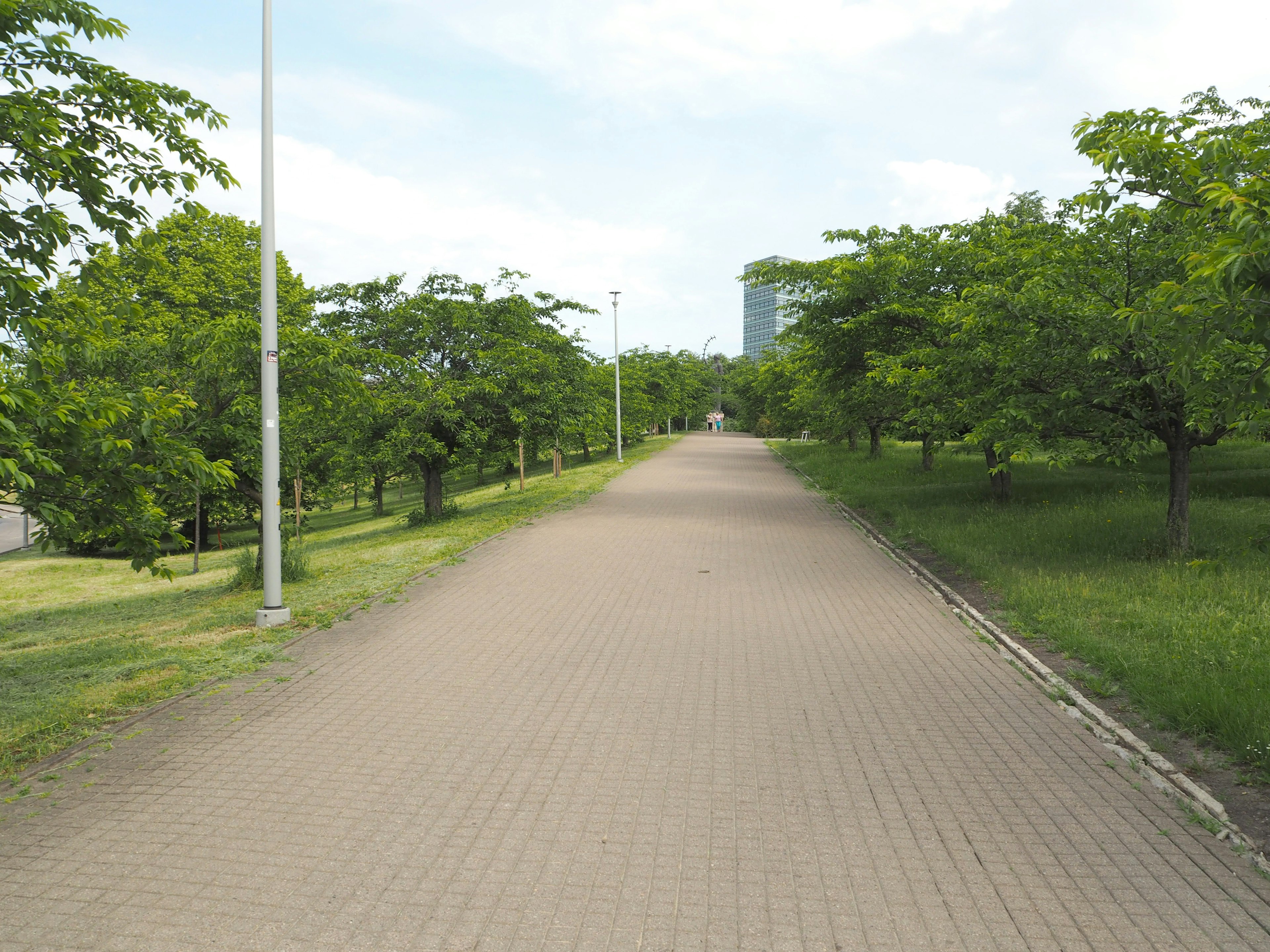 Amplio camino pavimentado rodeado de árboles verdes