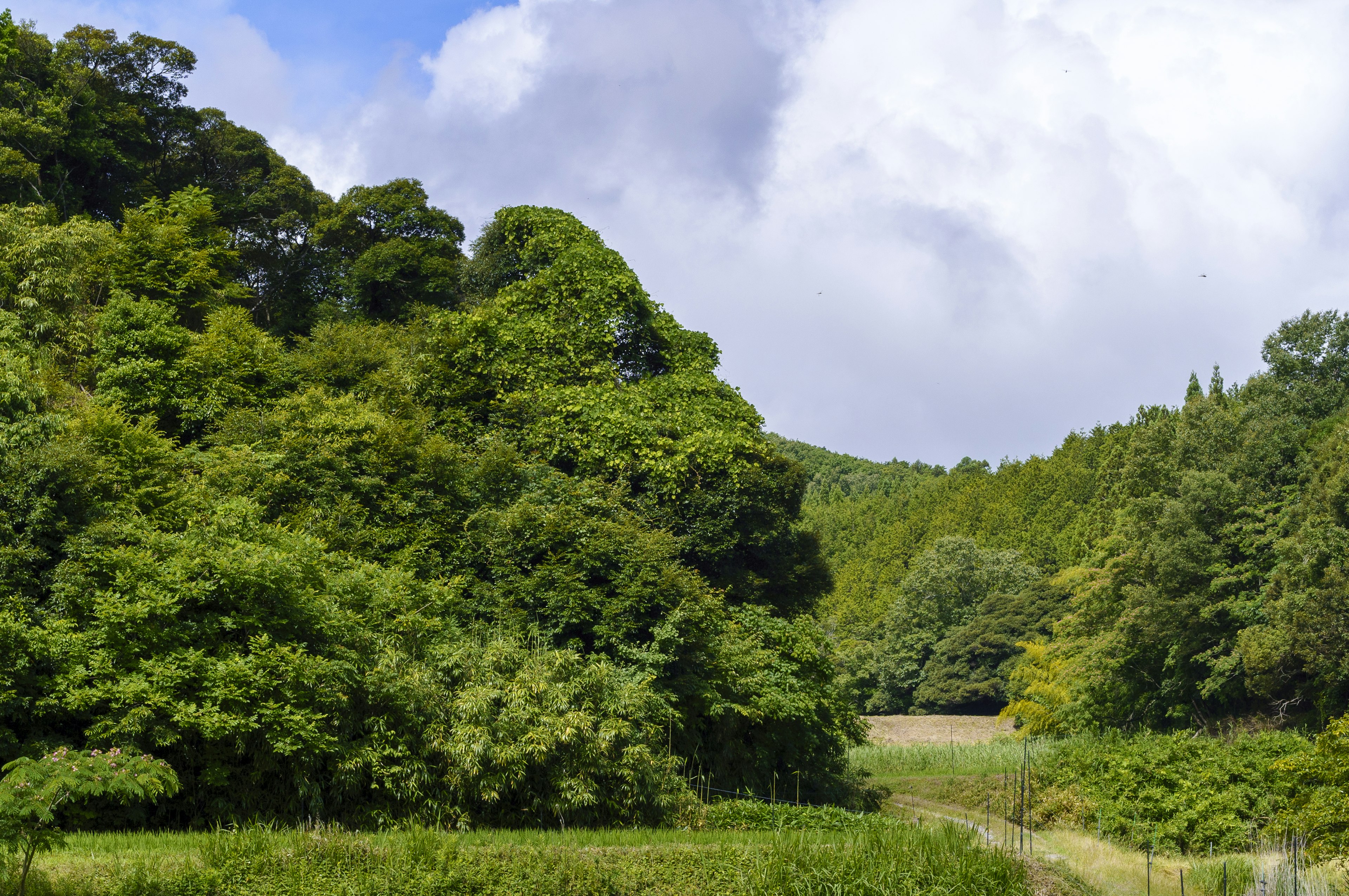 Paesaggio di foresta verde rigogliosa con cielo blu