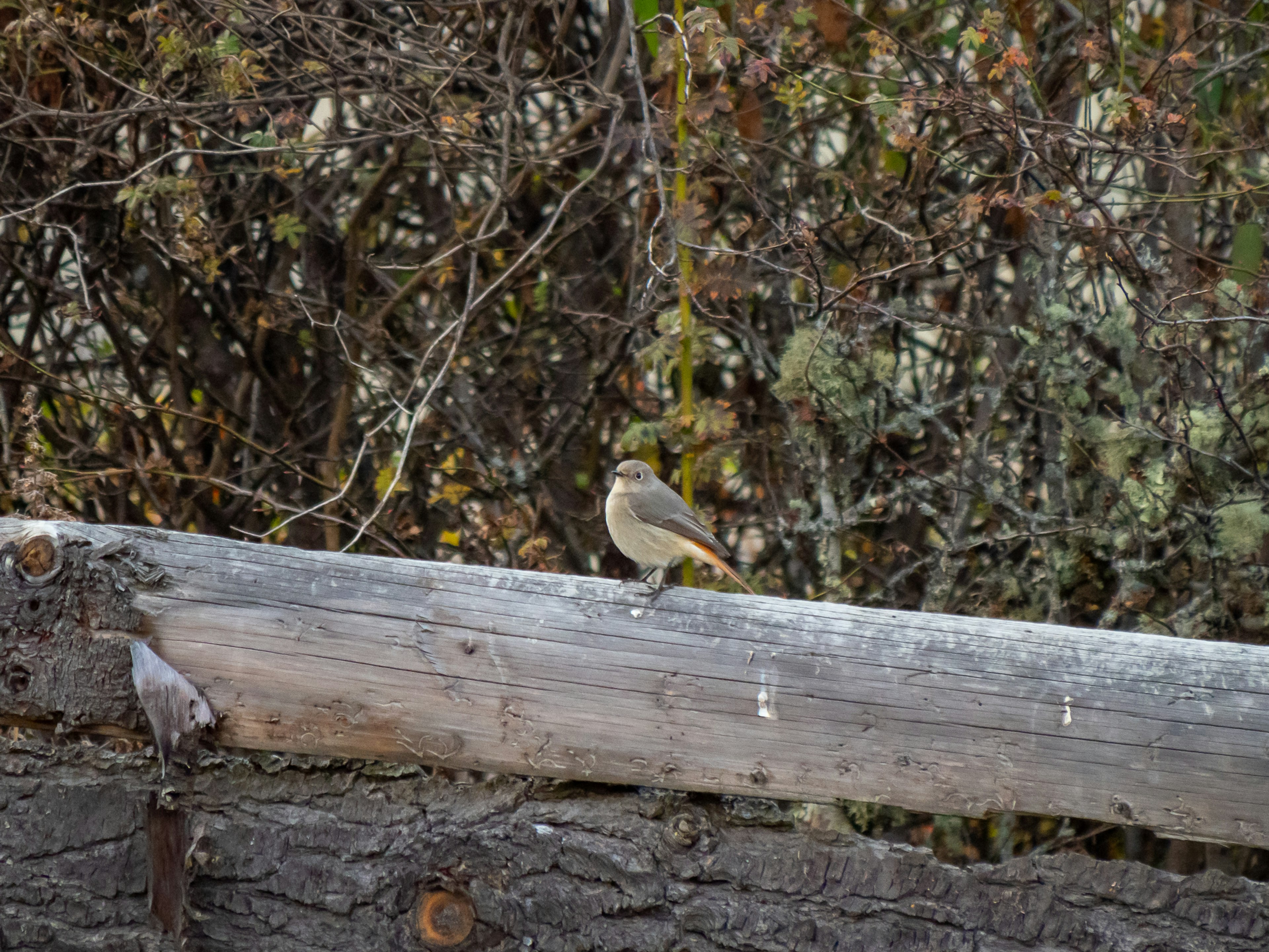 Un pequeño pájaro posado sobre un tronco de madera rodeado de hierba seca y ramitas