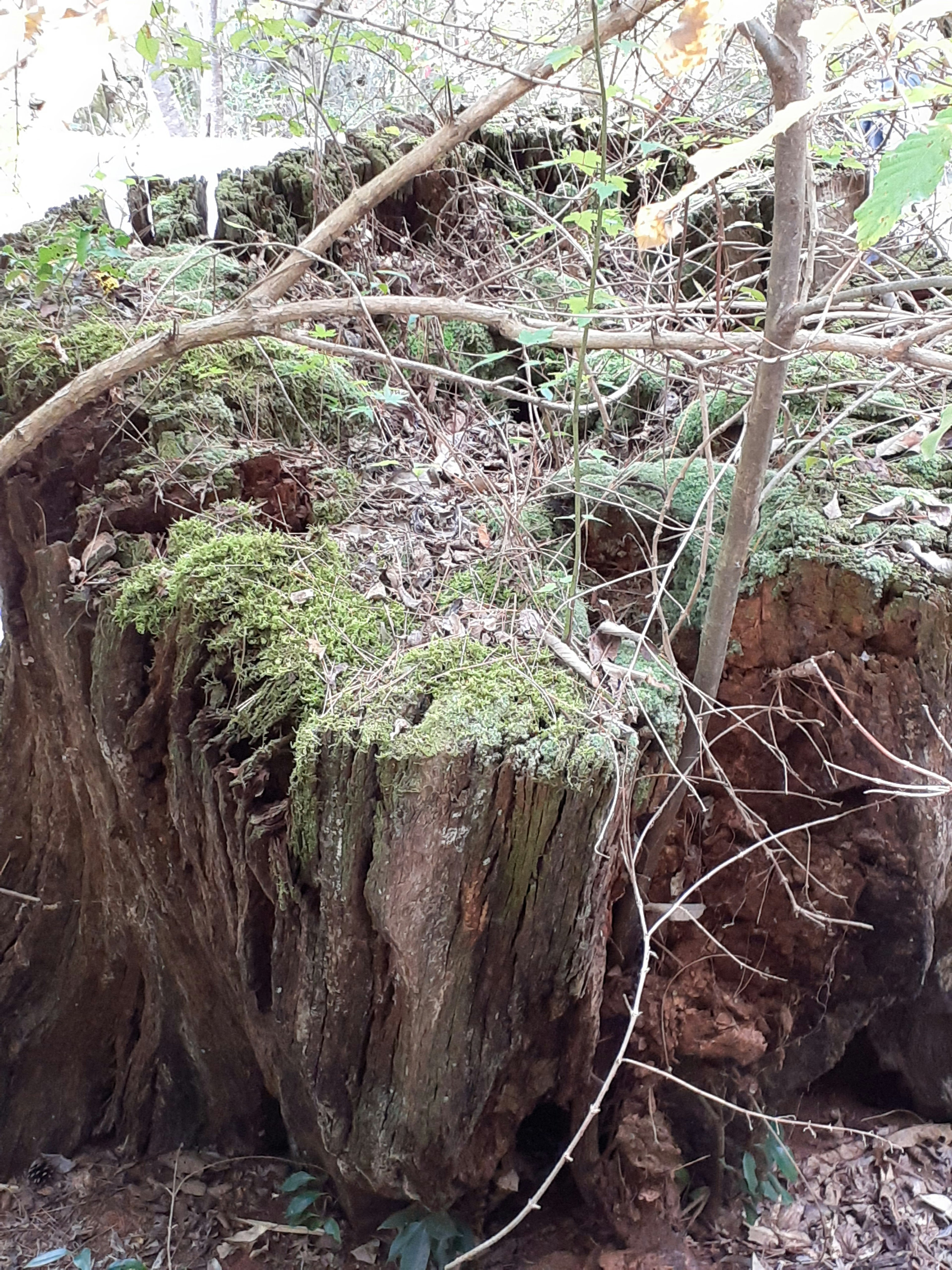 Moosbedeckter Baumstumpf umgeben von kleinen Ästen in einer Waldlandschaft