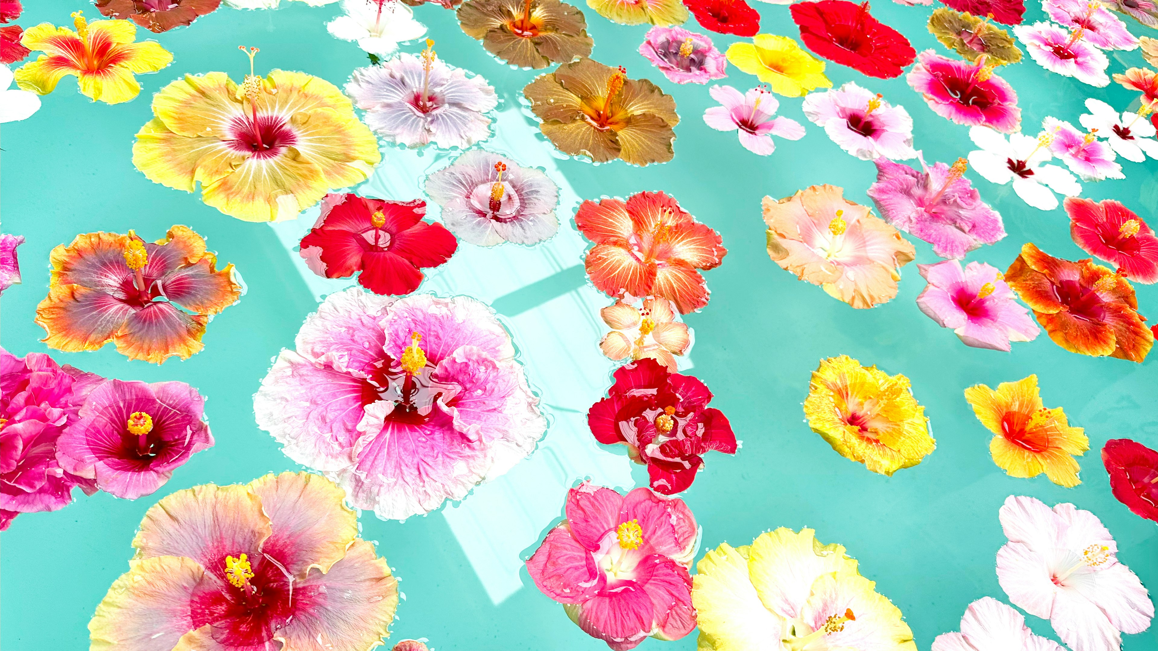 Colorful flowers scattered over a turquoise background