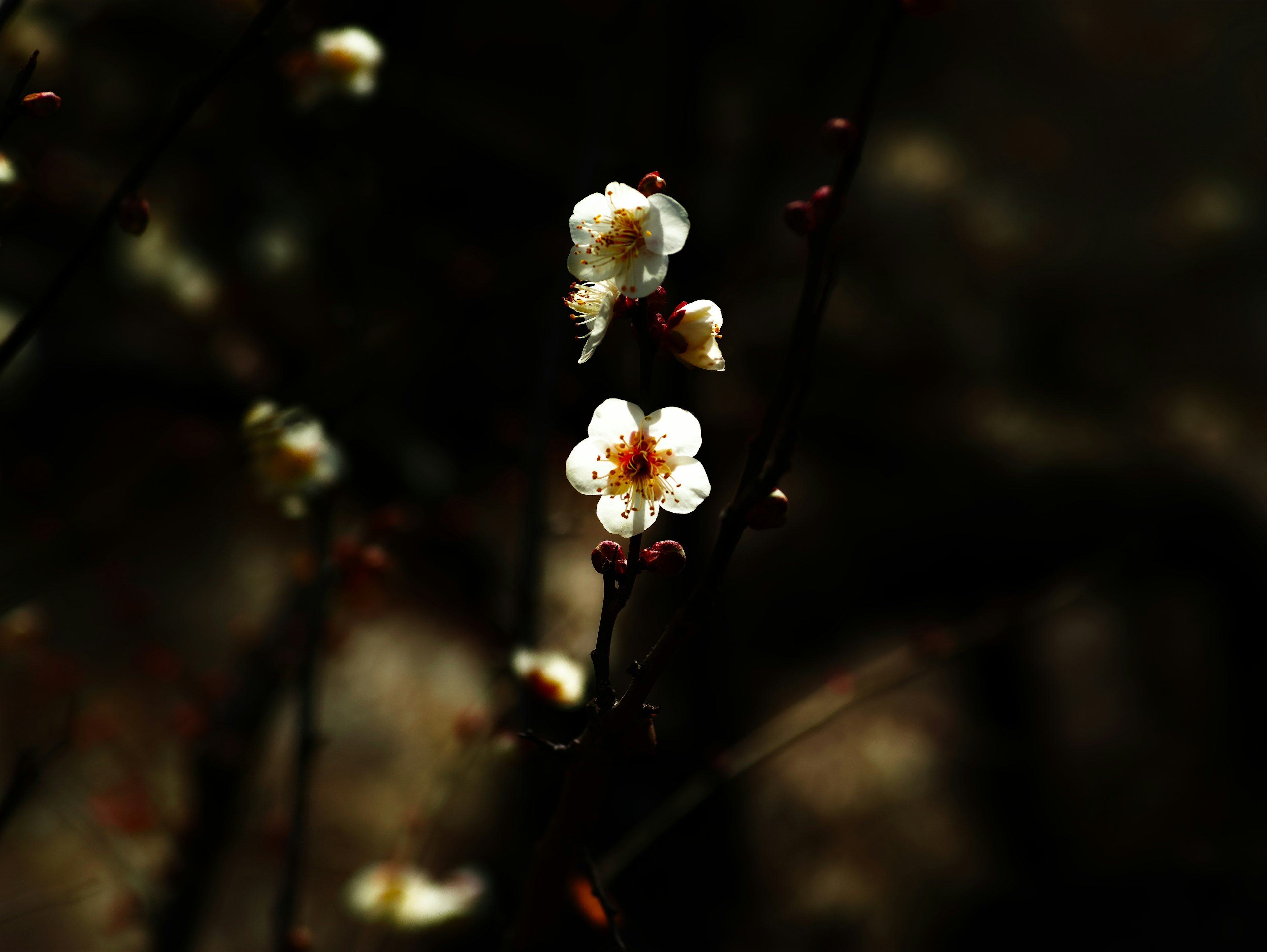 Primo piano di fiori bianchi su sfondo scuro