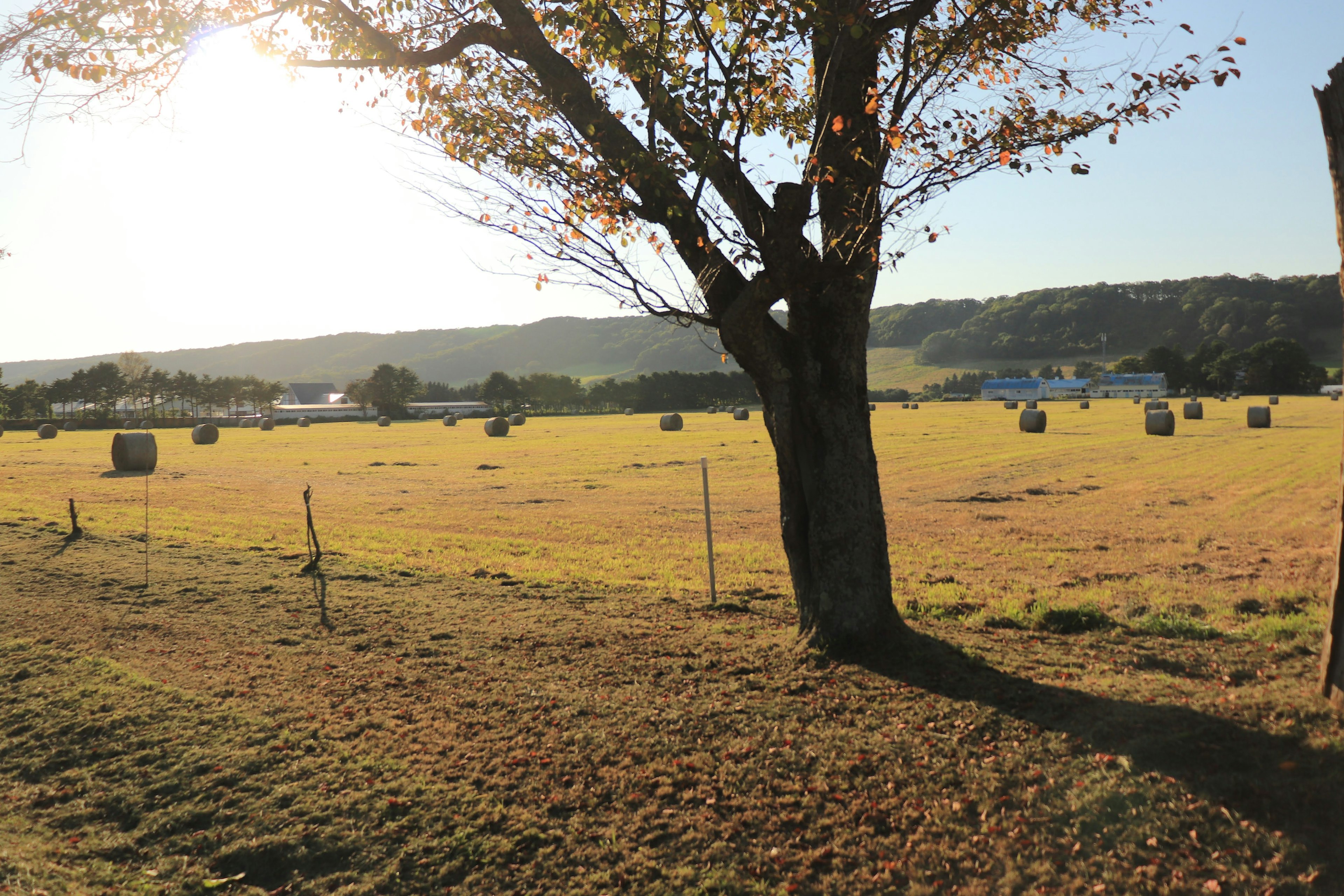 Wide grassy field with round hay bales under sunlight