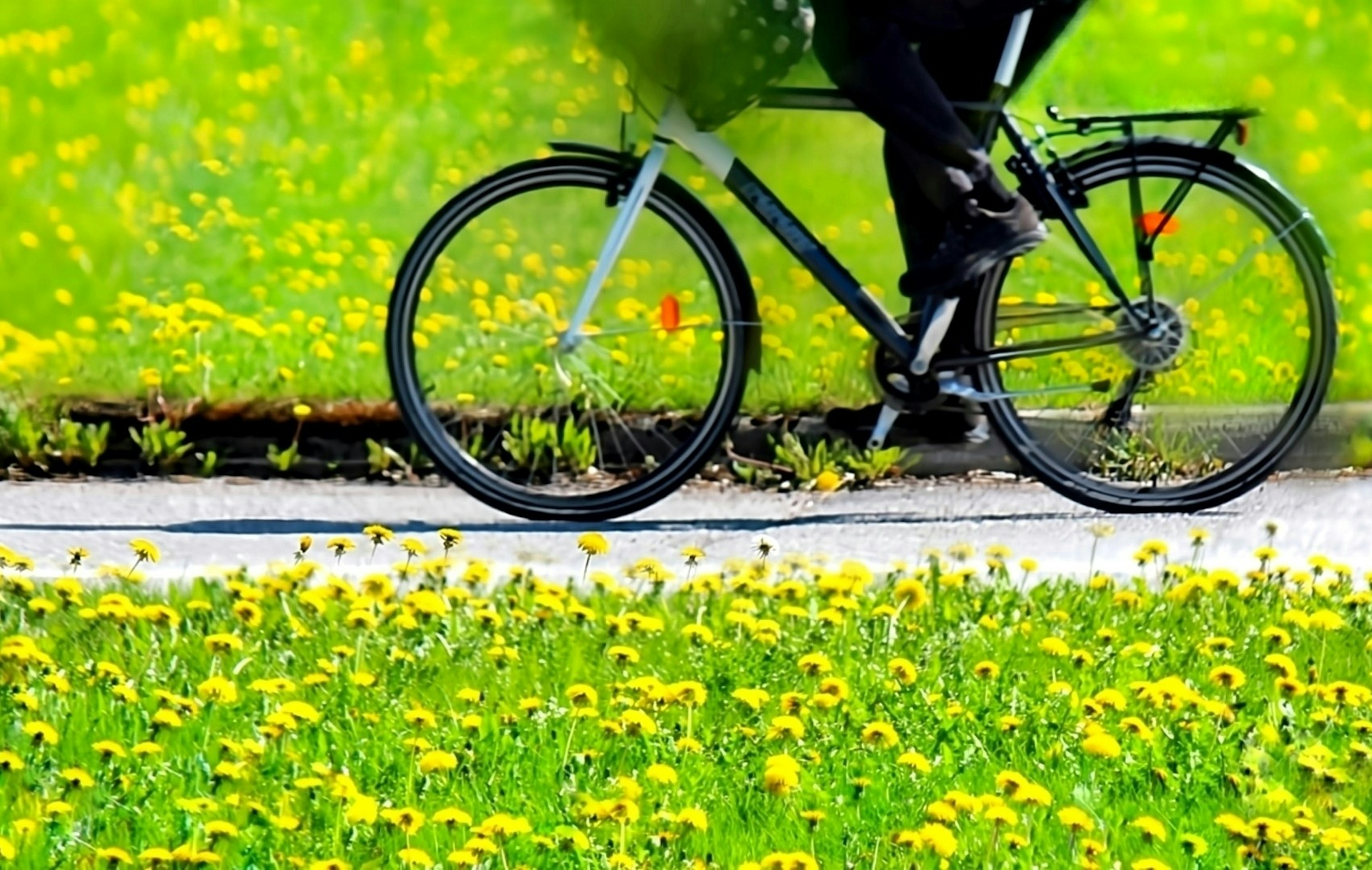 A person riding a bicycle on a path surrounded by yellow dandelions