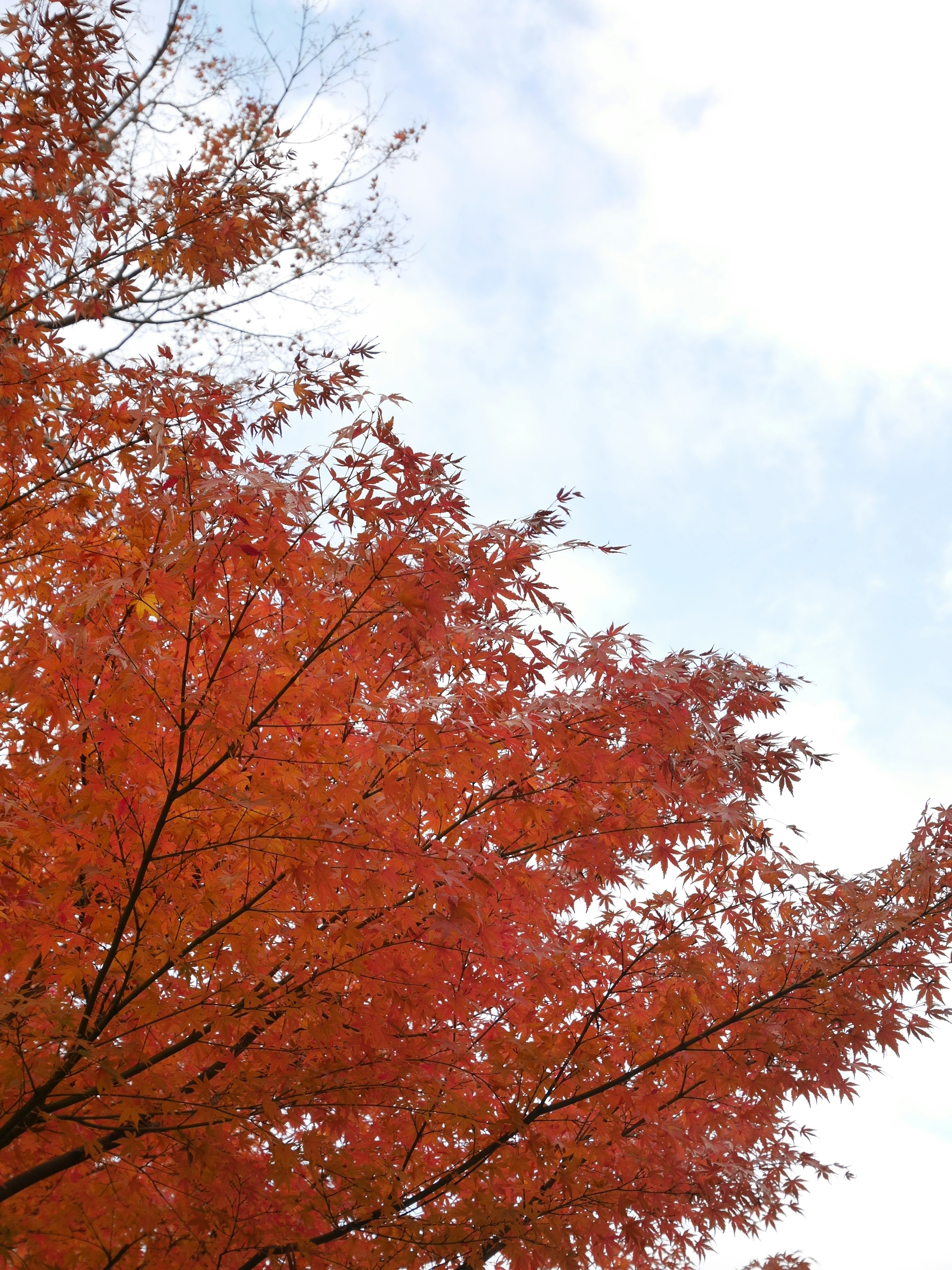 鮮やかな赤い葉を持つ木の上部と青い空