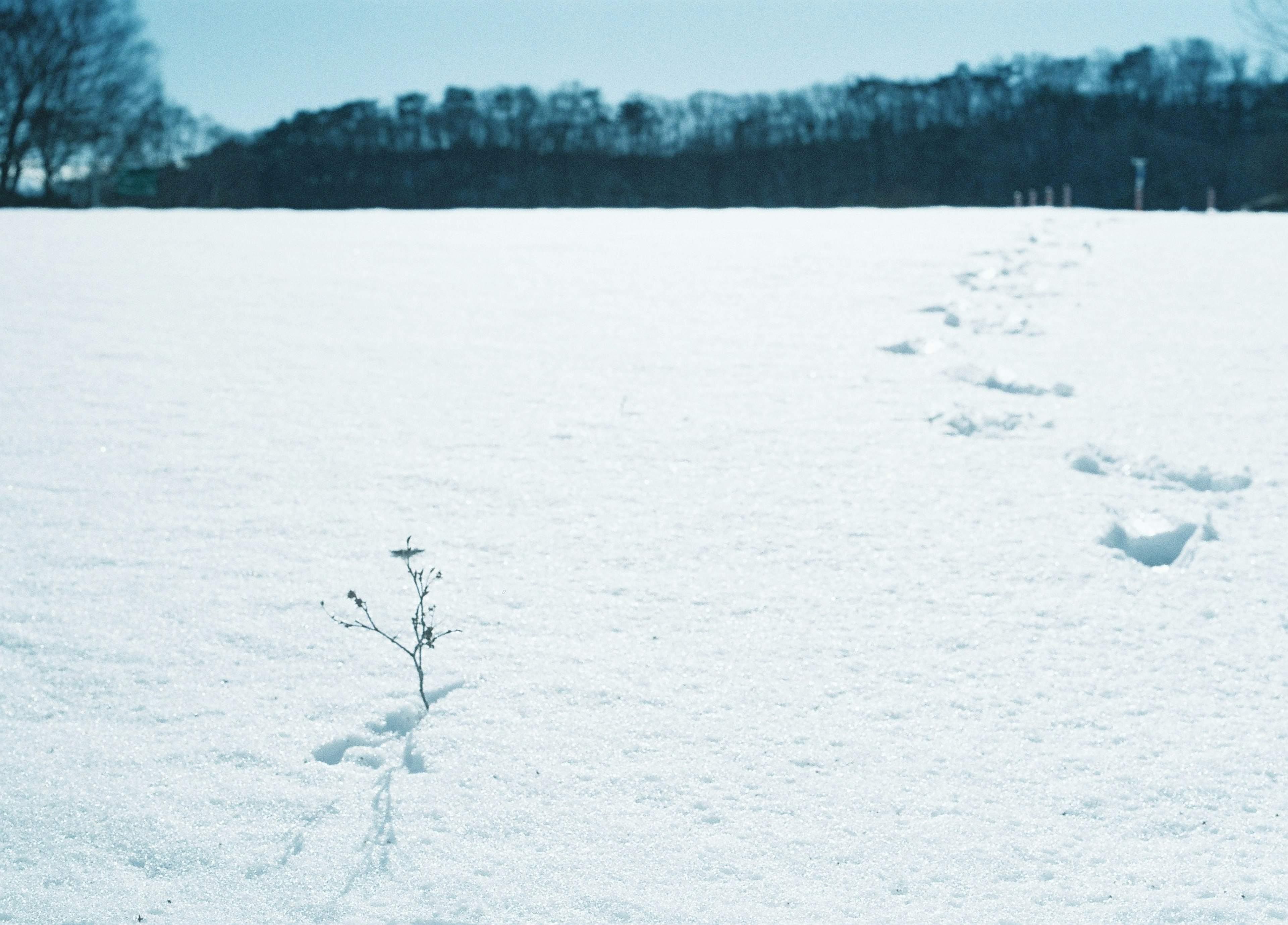 雪に覆われた平野に一本の小さな植物と足跡が見える