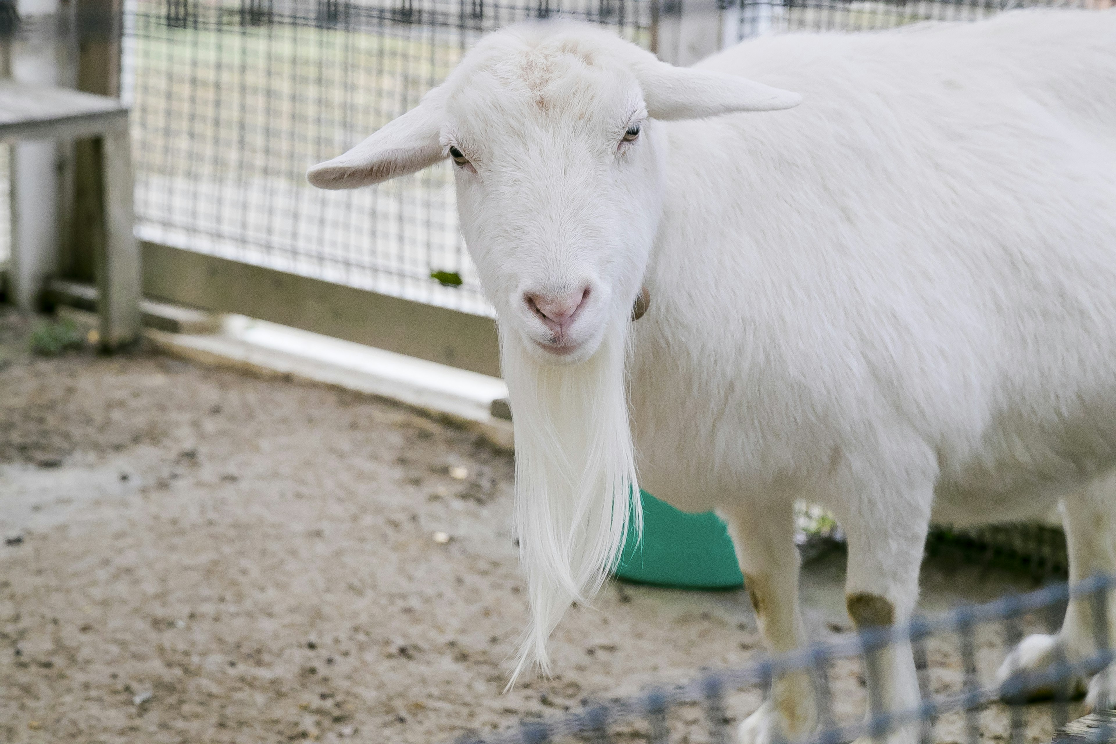 A white goat standing near a fence