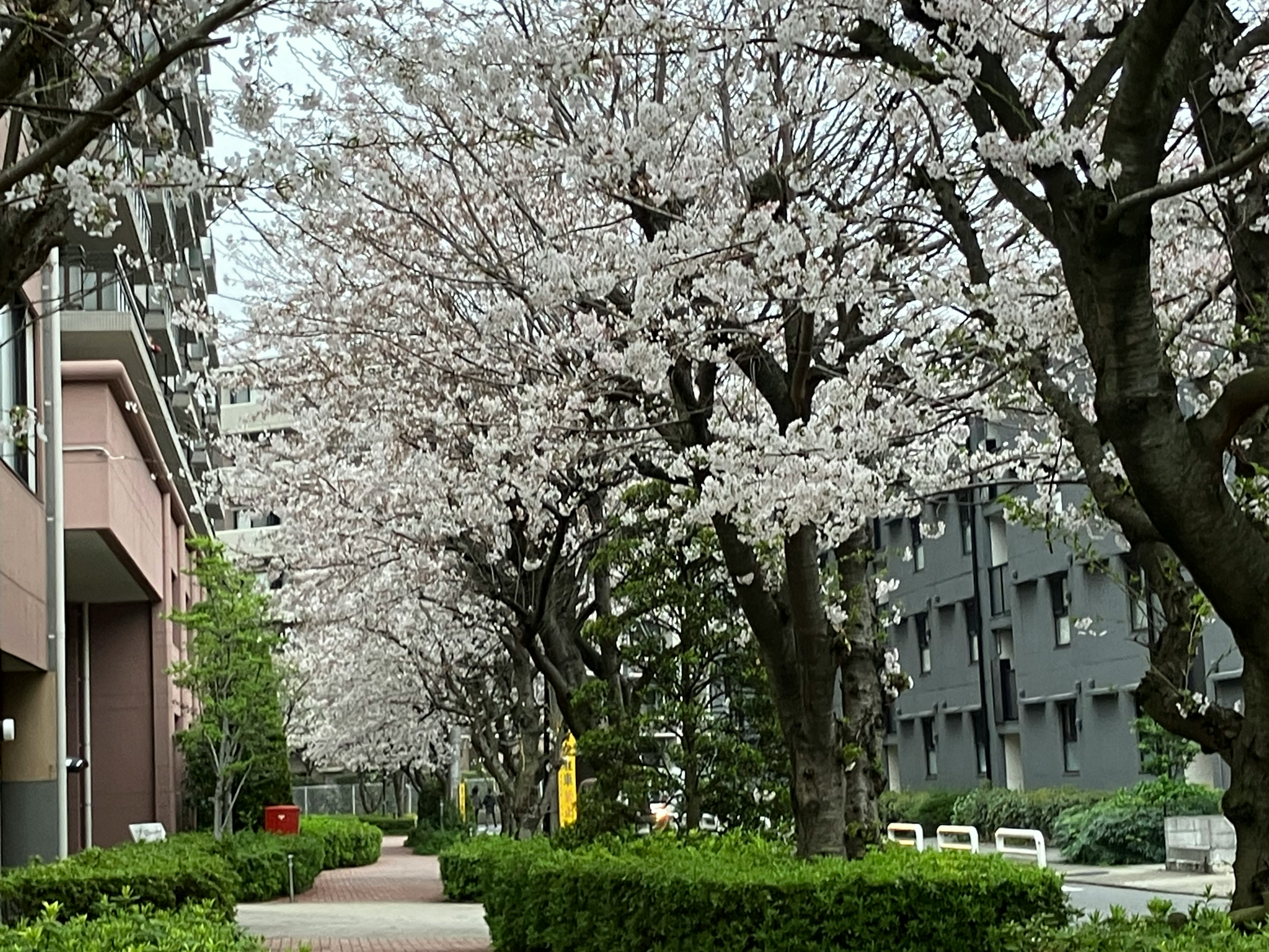 Viale alberato con alberi di ciliegio in fiore e siepi verdi