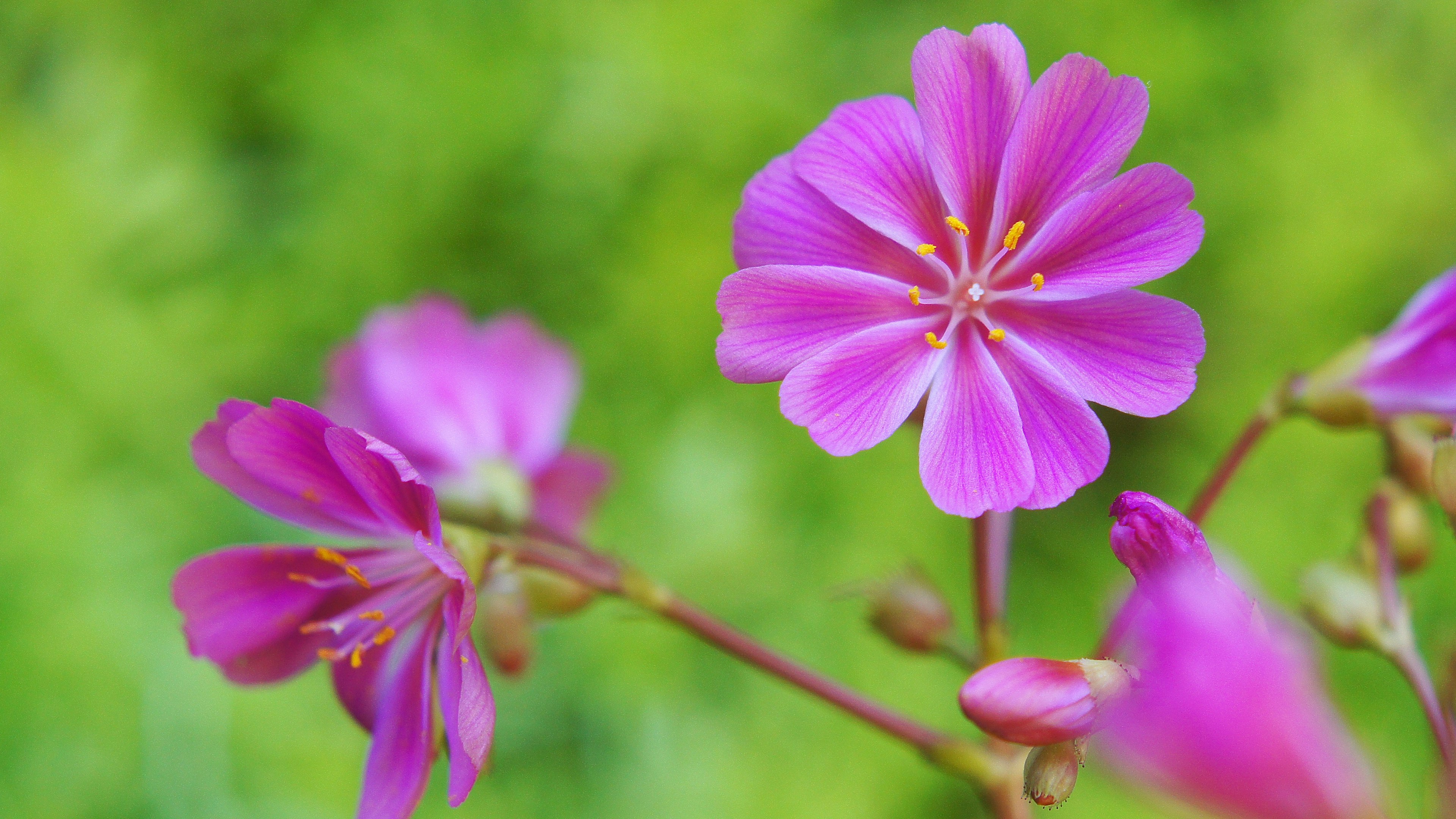 ピンクの花が咲いている植物のクローズアップ 緑の背景が印象的