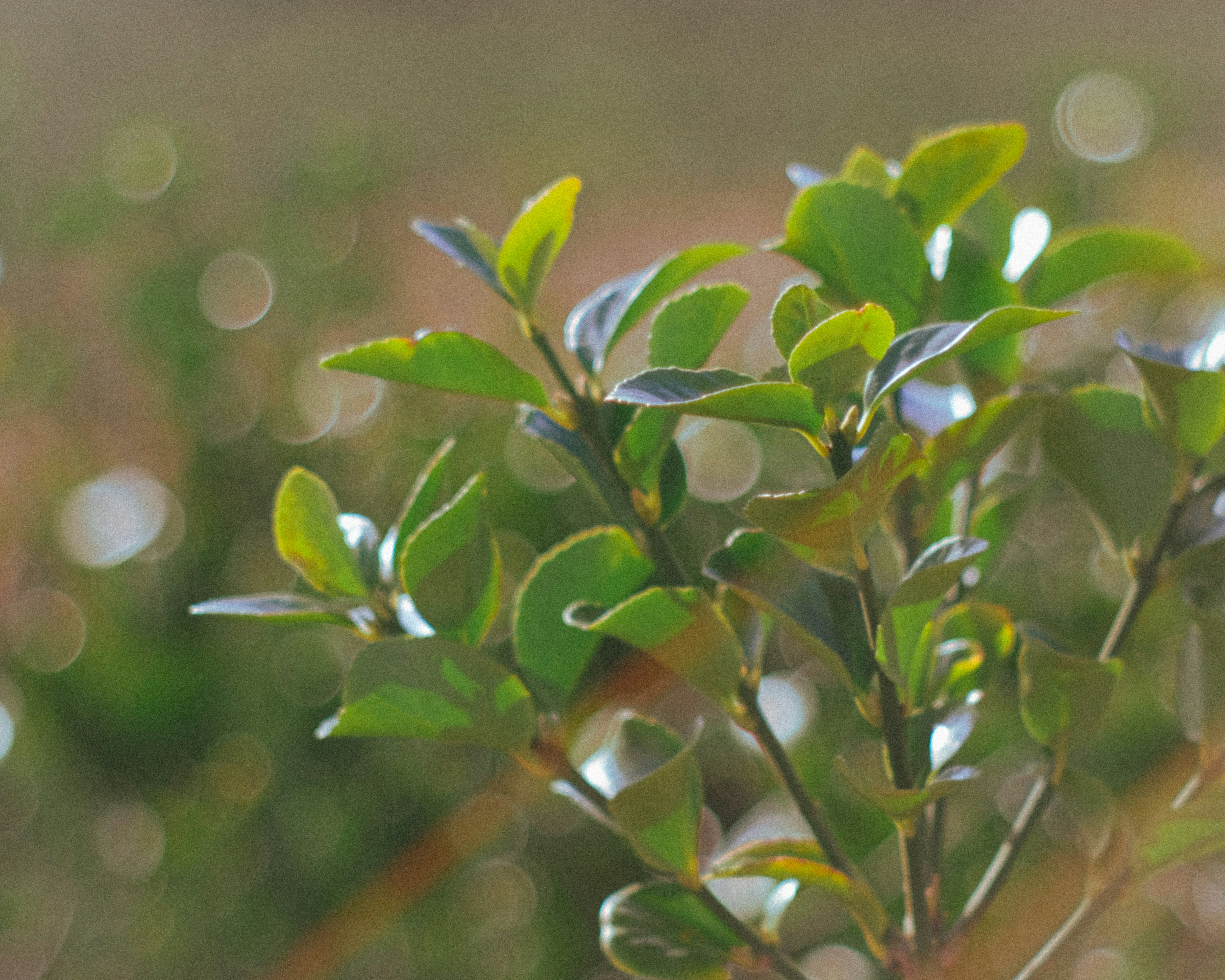 Close-up daun hijau cerah dengan latar belakang blur lembut