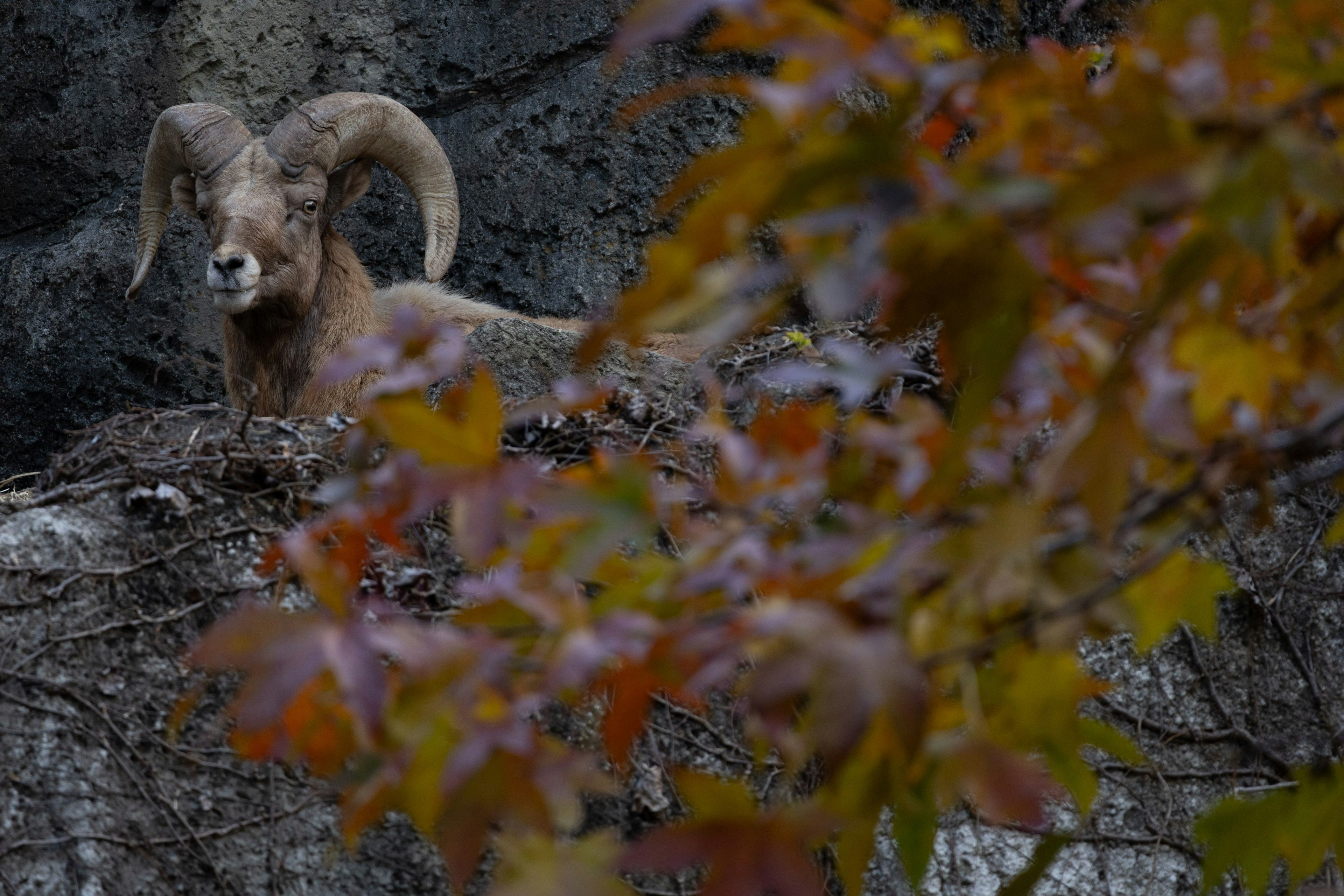 Un mouton à grandes cornes entouré de feuilles d'automne sur un rebord rocheux