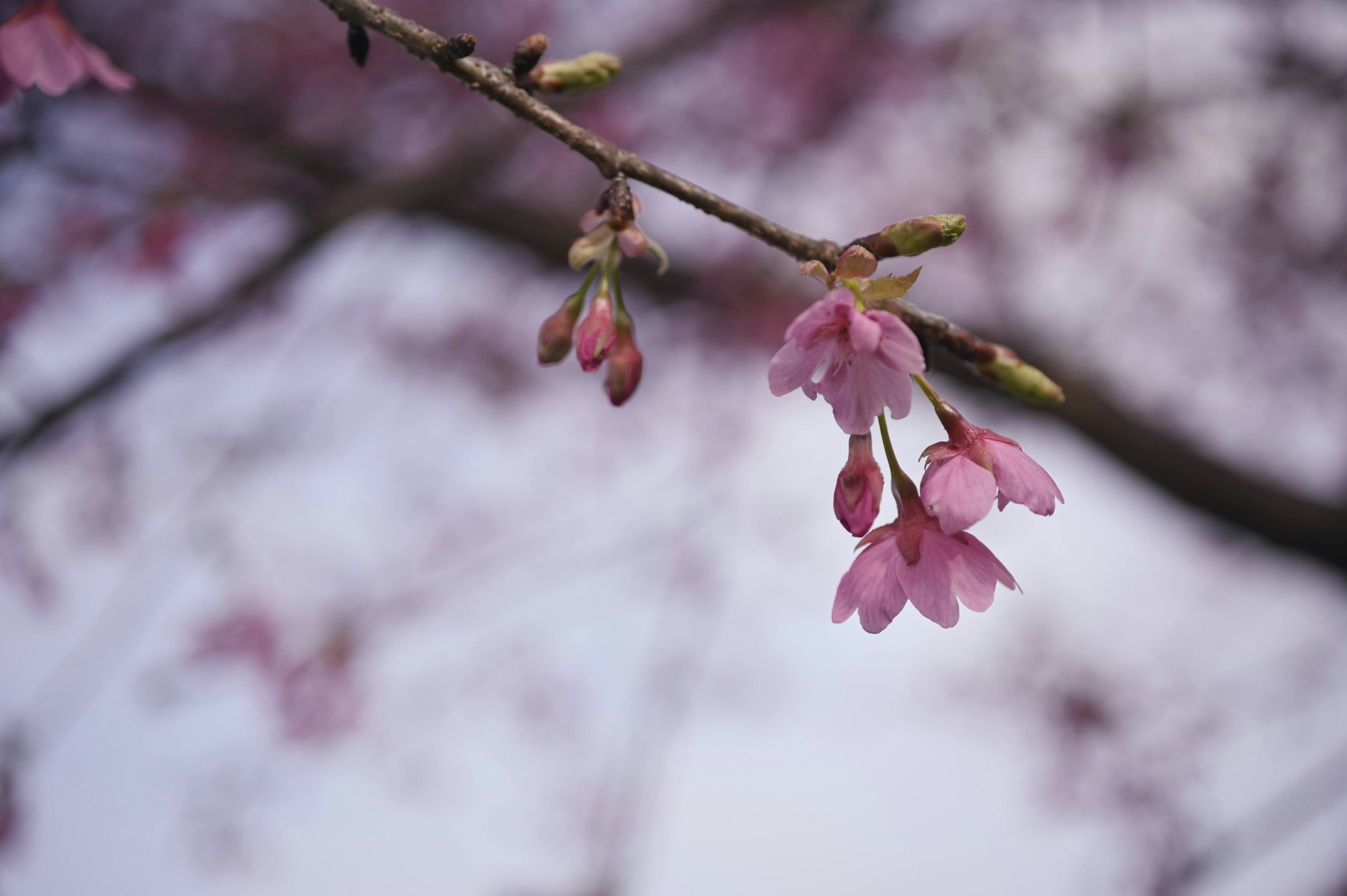 Kedekatan bunga sakura di cabang