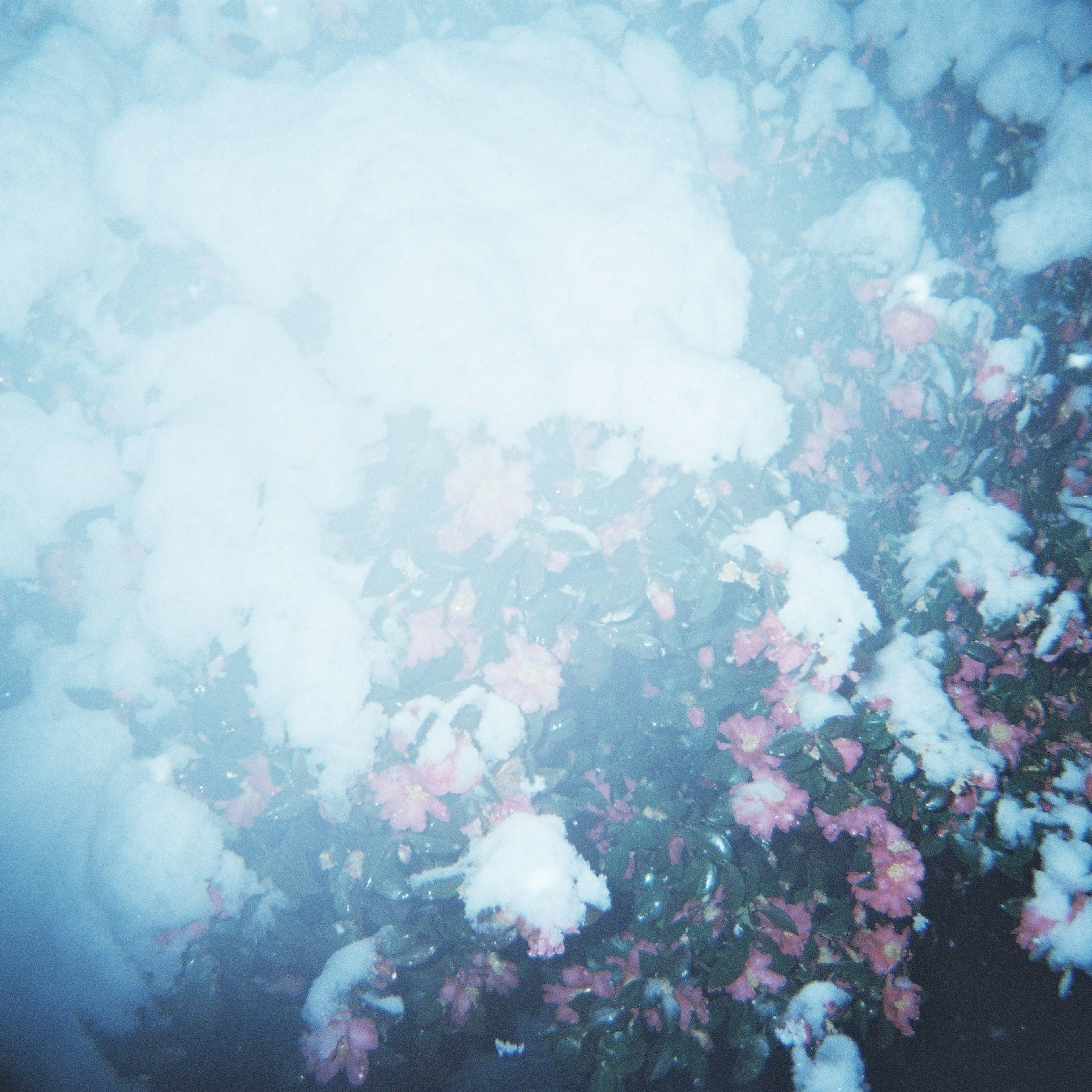 雪に覆われた花々のぼんやりした風景