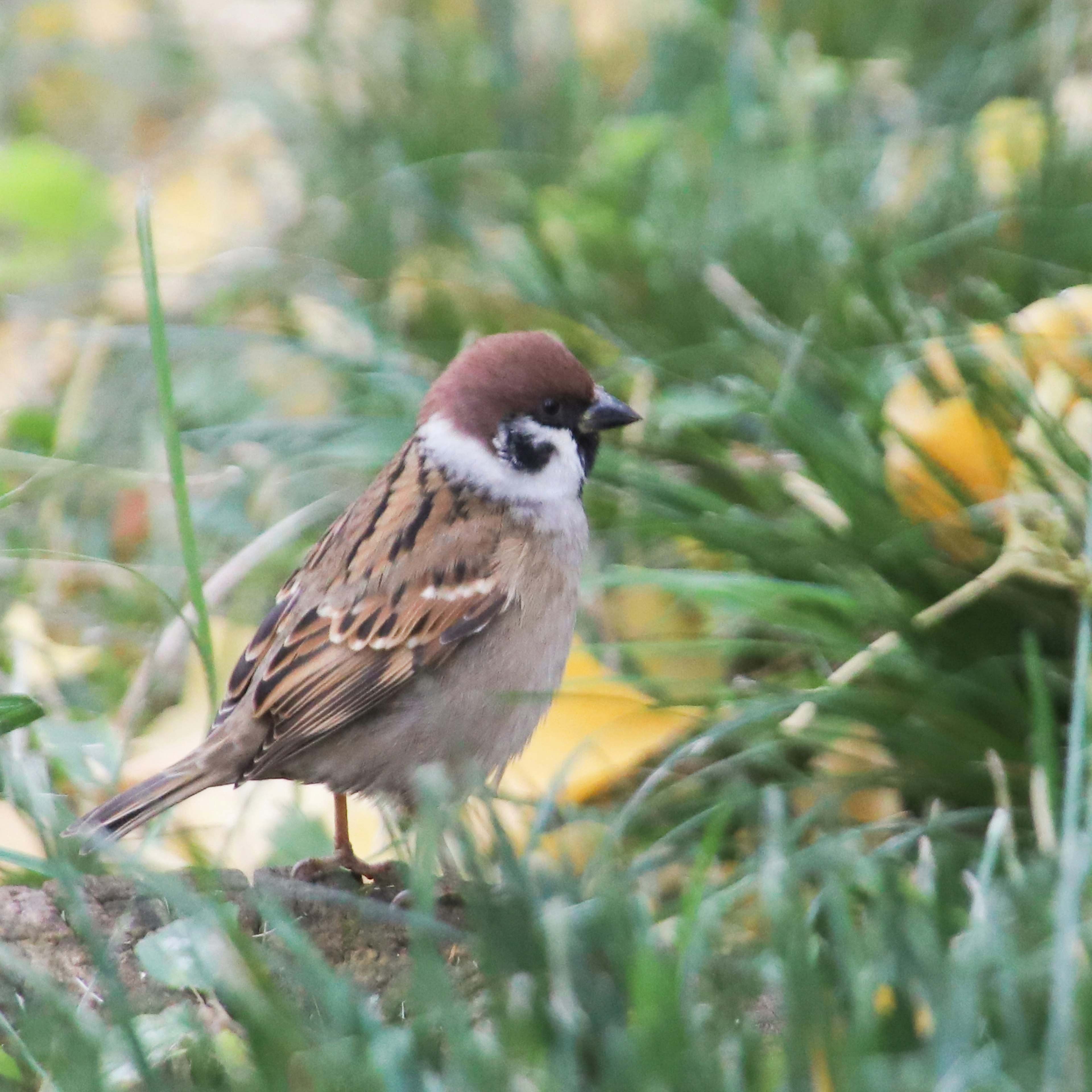 Seekor burung kecil dengan kepala coklat berdiri di antara rumput hijau