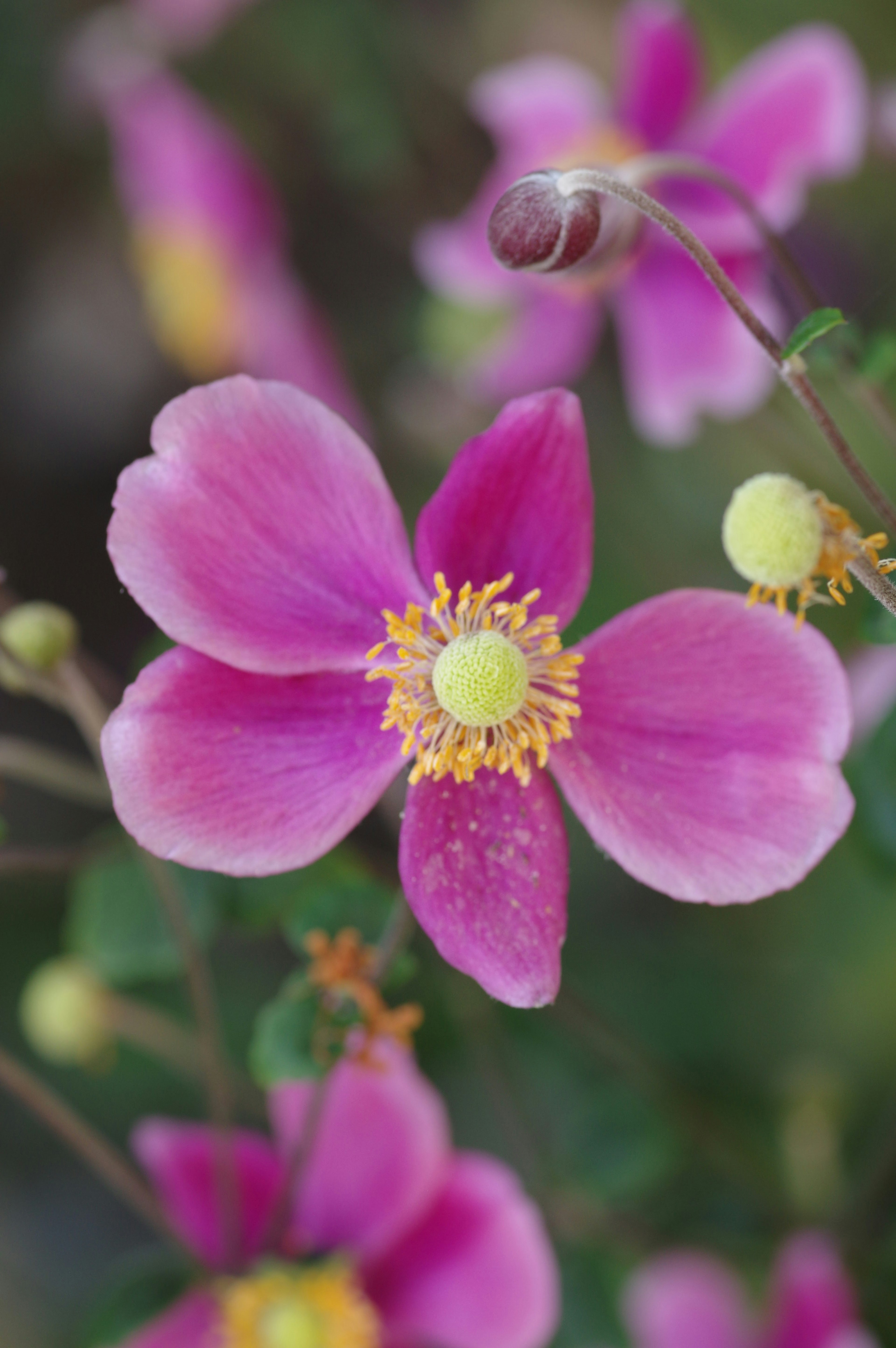 鮮やかなピンクの花びらを持つ花のクローズアップ 中央に黄色の雄しべがある