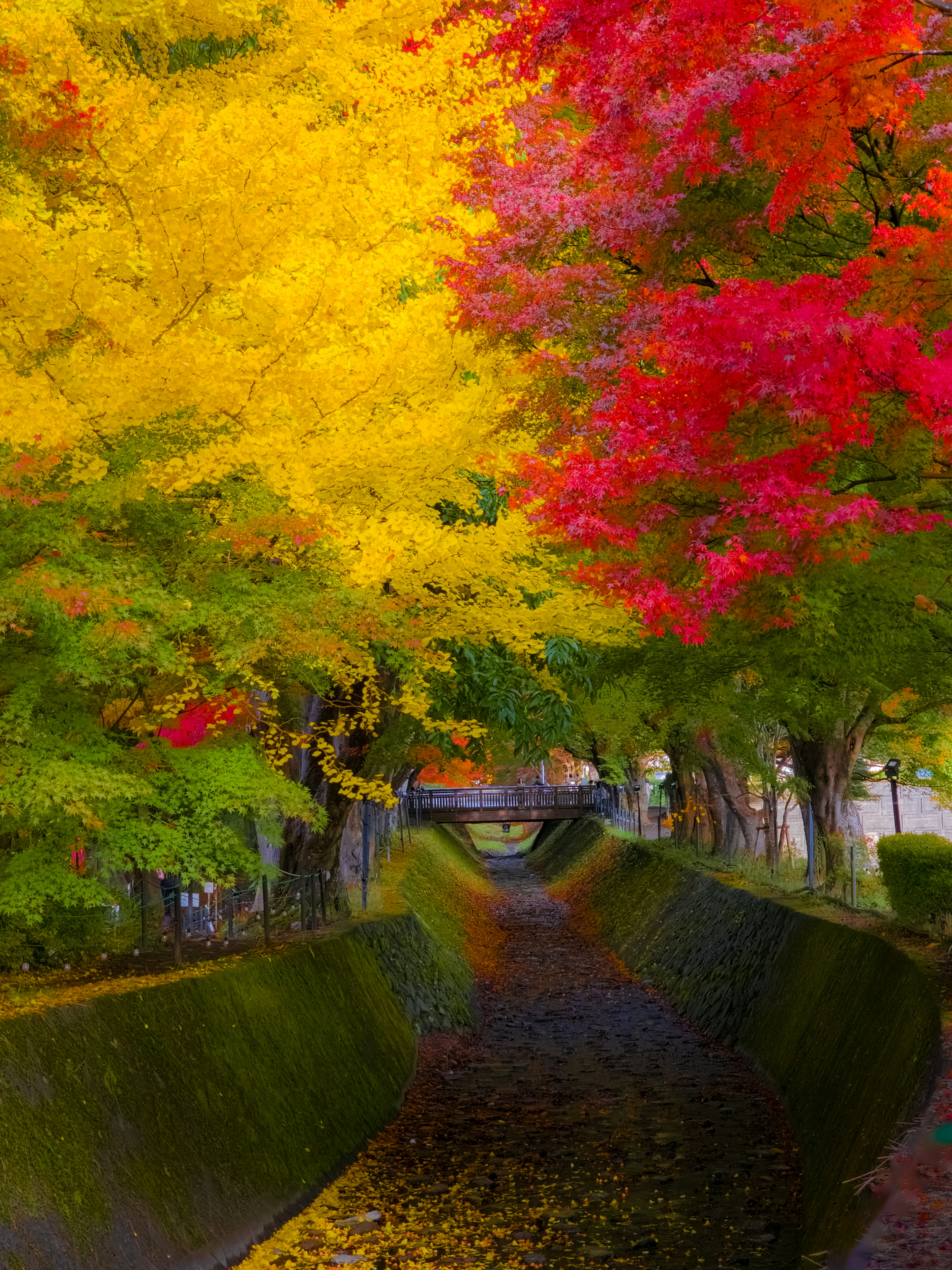 秋の紅葉が美しい川沿いの風景黄色と赤の葉が鮮やかに彩る