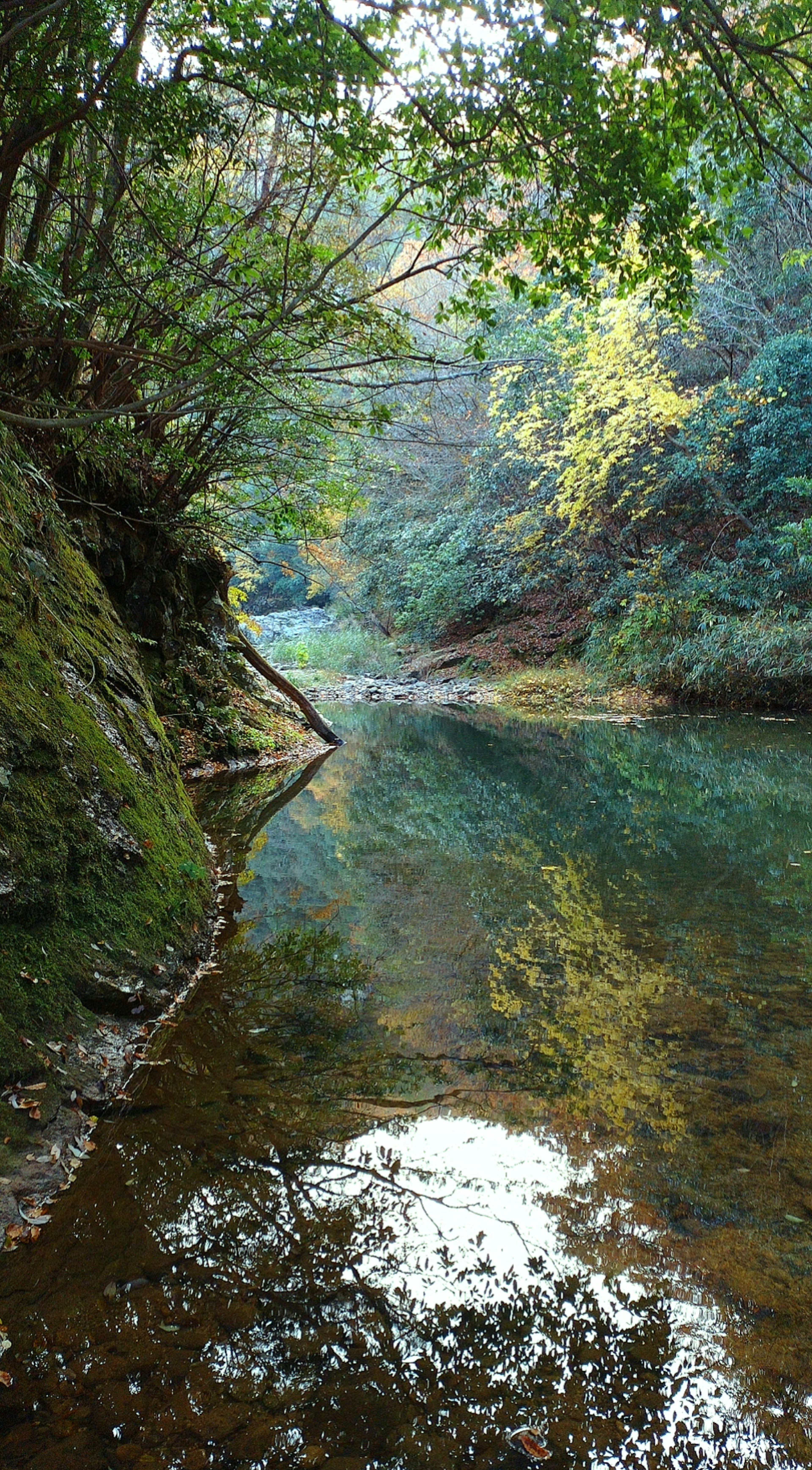 Ruhiger Flusslauf mit Reflexionen üppiger grüner Bäume